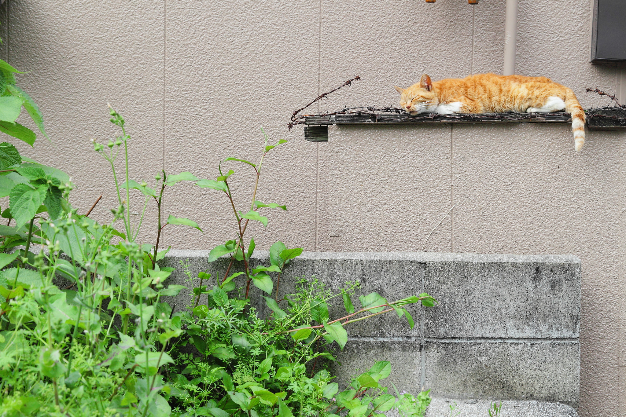 Canon EF 24-70mm F2.8L II USM sample photo. That lazy cat photography