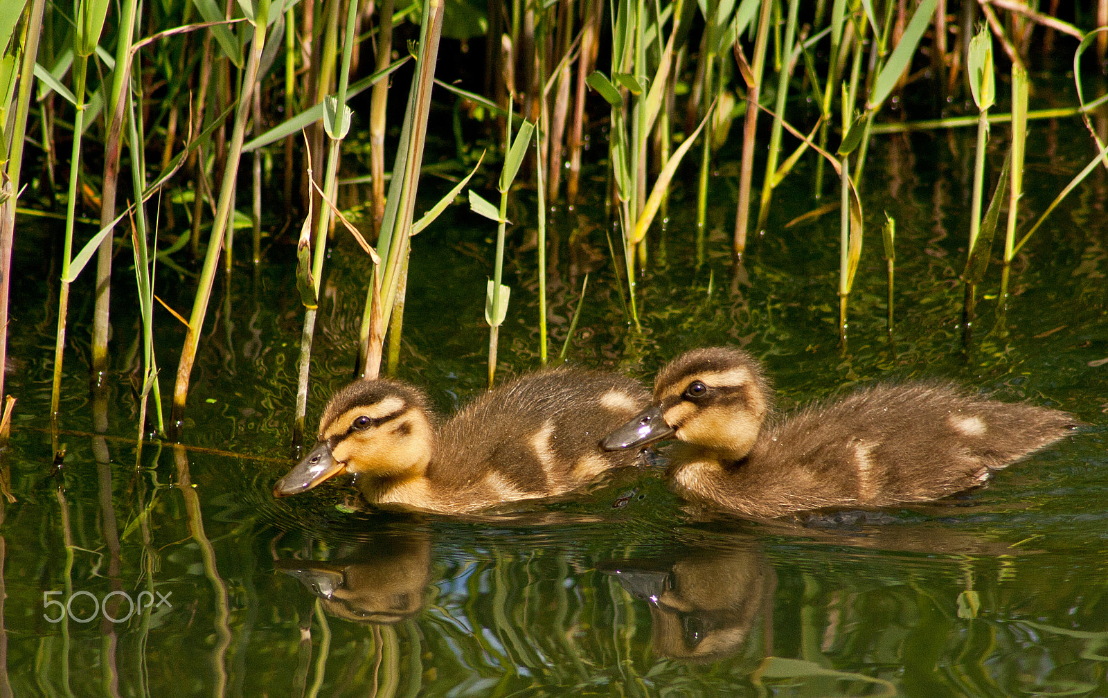 Canon EF 75-300mm f/4-5.6 USM sample photo. Ducklings on a mirror photography