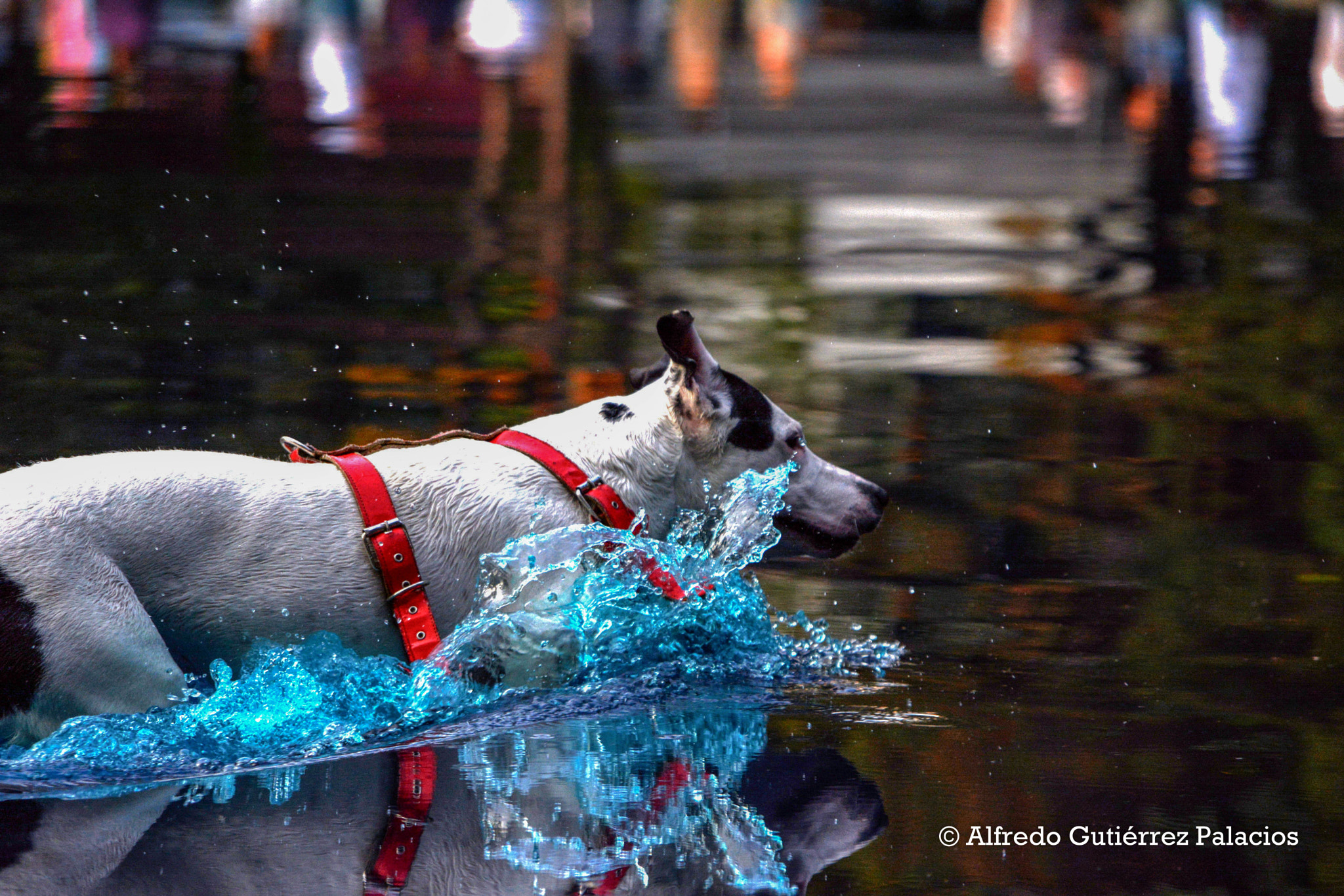 Sigma 18-200mm F3.5-6.3 DC OS HSM sample photo. Al agua photography