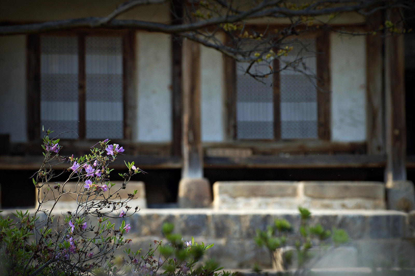 Nikon D2Xs sample photo