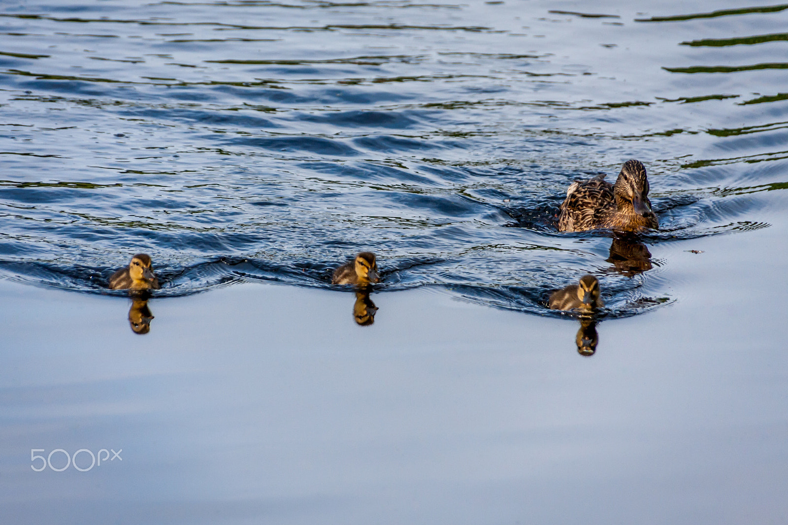 Sigma 18-250mm F3.5-6.3 DC OS HSM sample photo. The flotilla photography