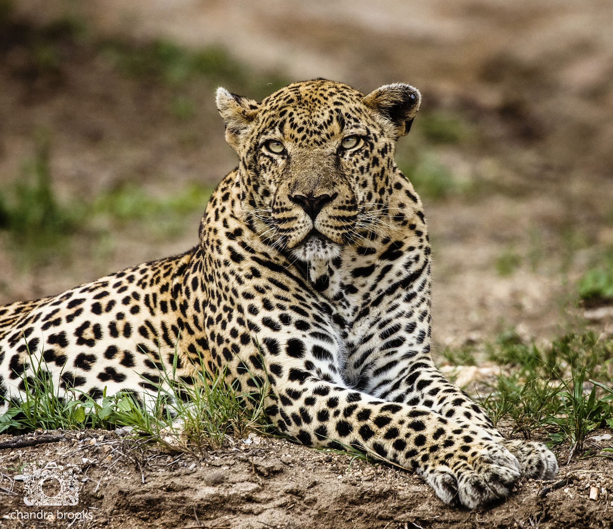 Canon EF 100-400mm F4.5-5.6L IS II USM sample photo. Regal leopard photography