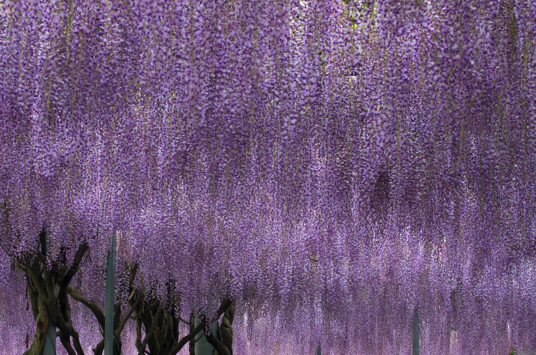 Pentax K-5 IIs sample photo. Japanese wisteria photography