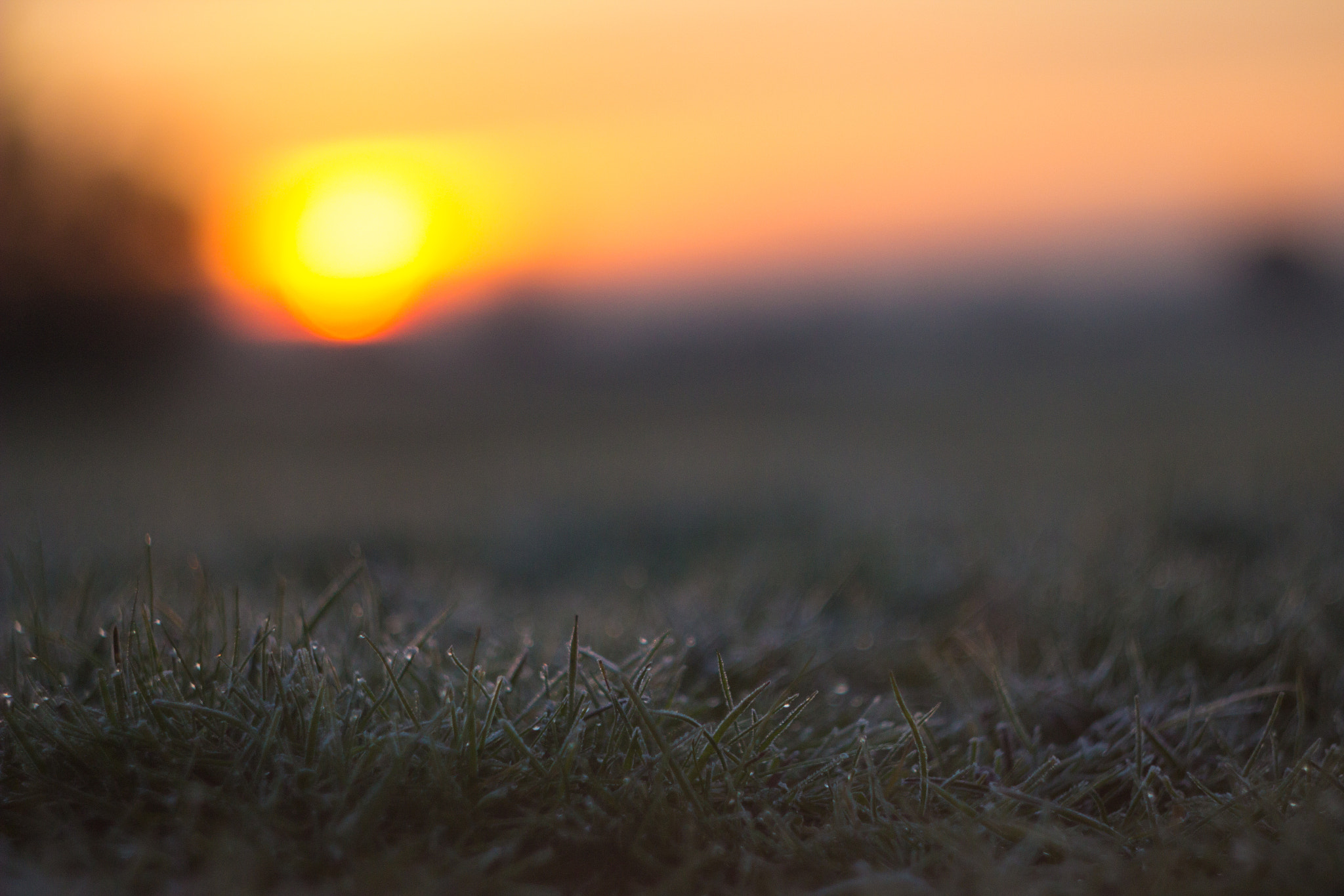 Canon EF 35-80mm f/4-5.6 sample photo. Morning dew photography