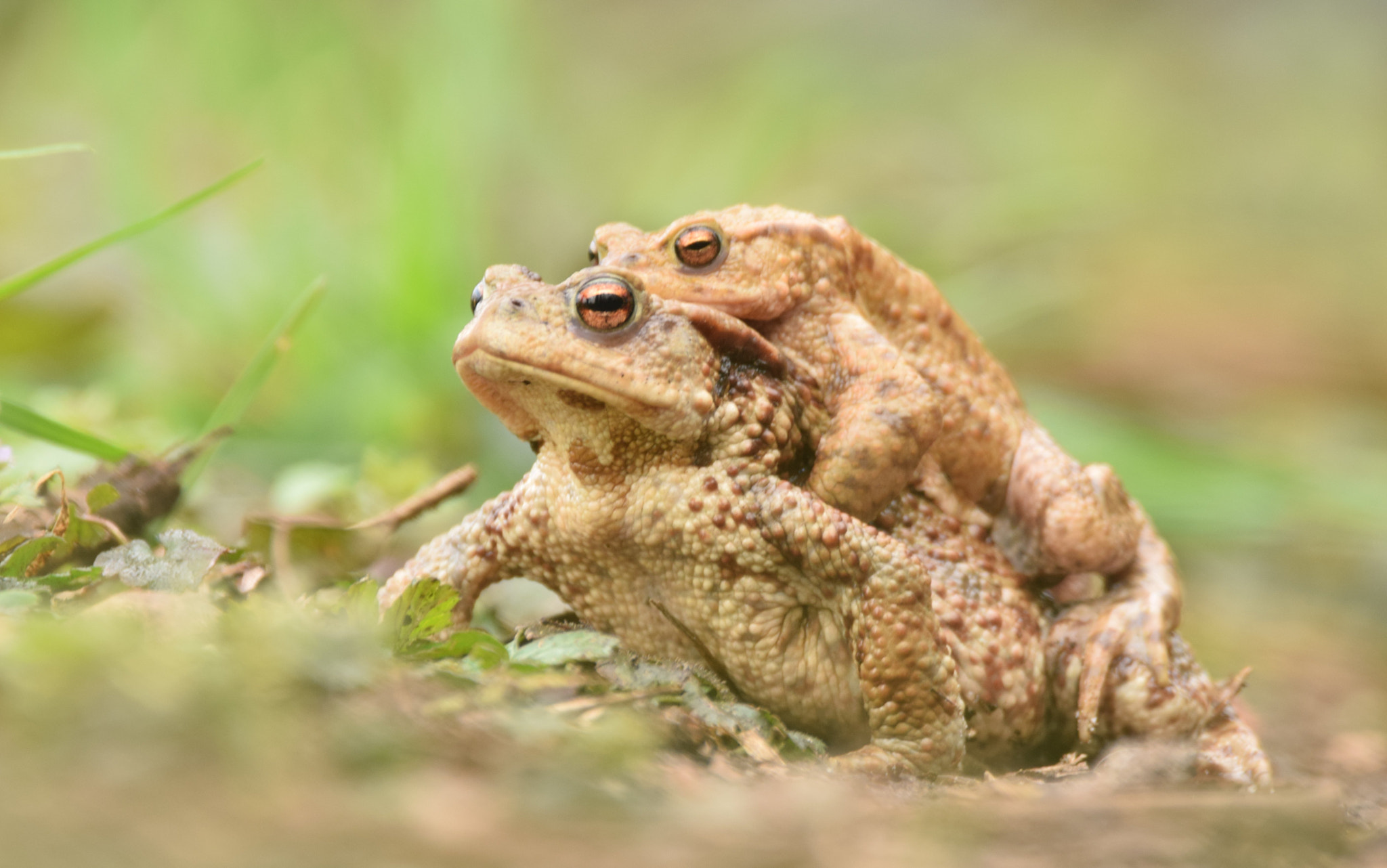 Sigma 150-600mm F5-6.3 DG OS HSM | C sample photo