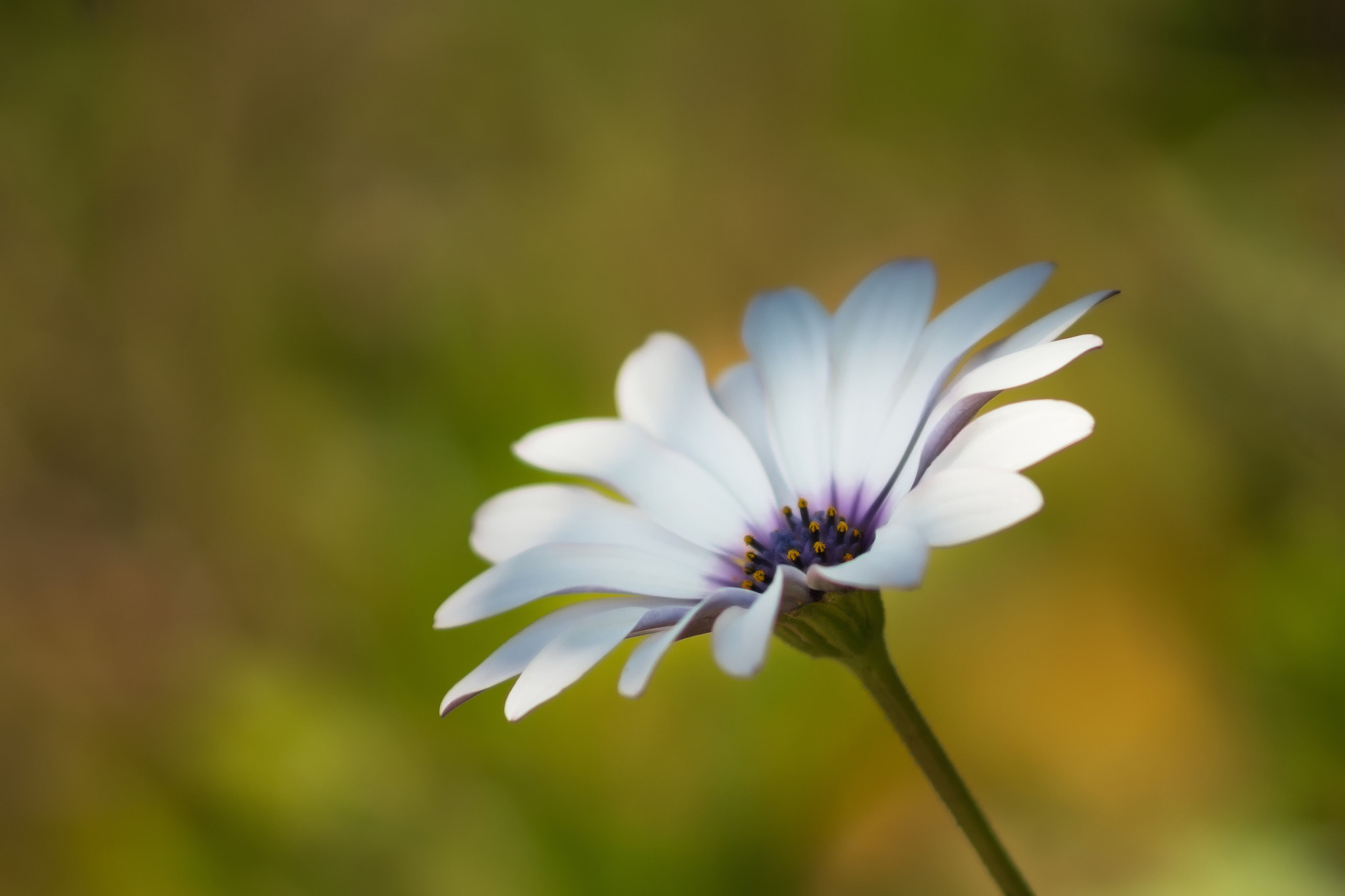 Sony SLT-A77 + Minolta AF 70-210mm F4 Macro sample photo. Beauty photography