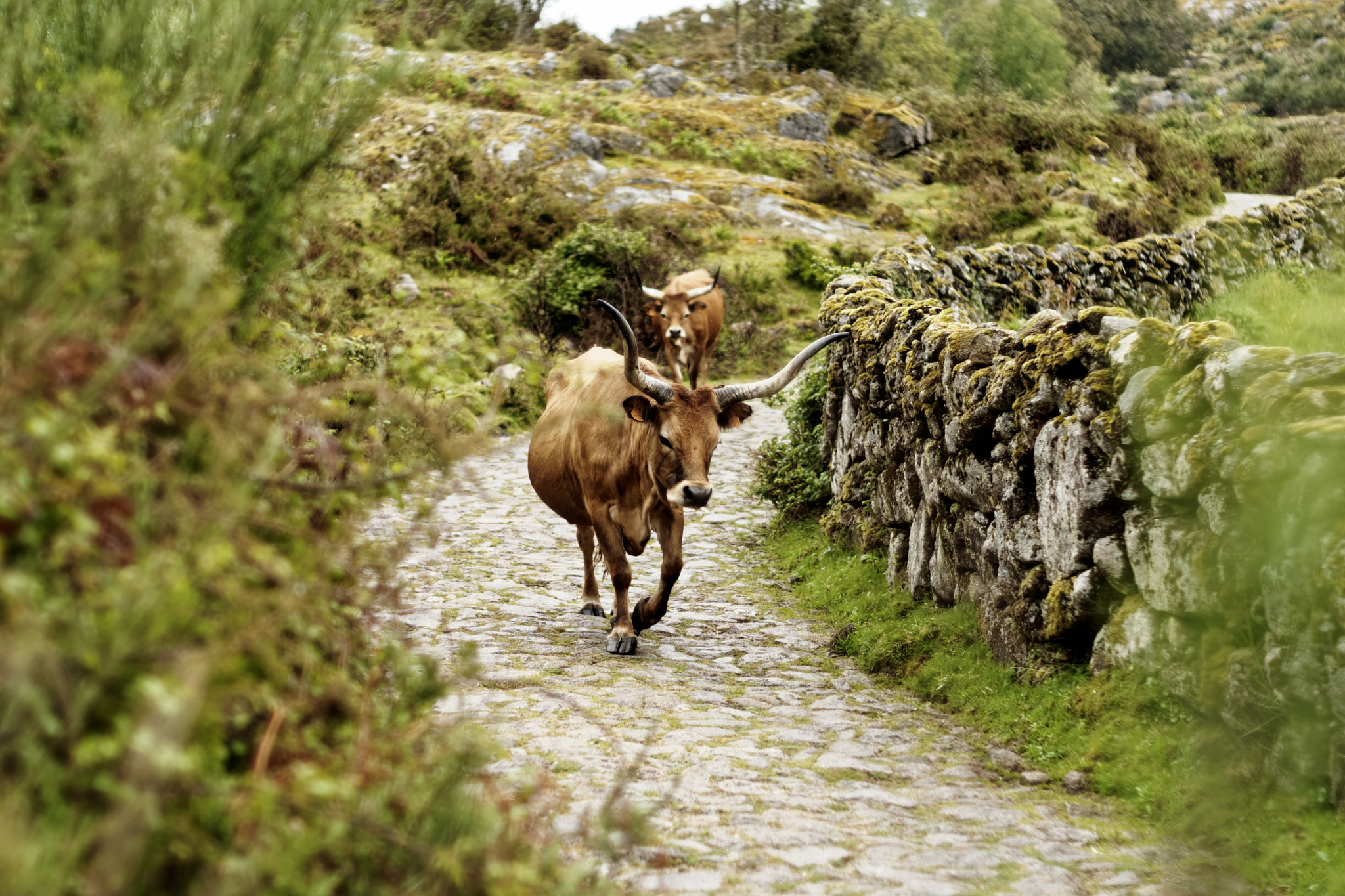 Sony Alpha DSLR-A700 + Minolta AF 50mm F1.7 New sample photo. Queen of the mountain photography