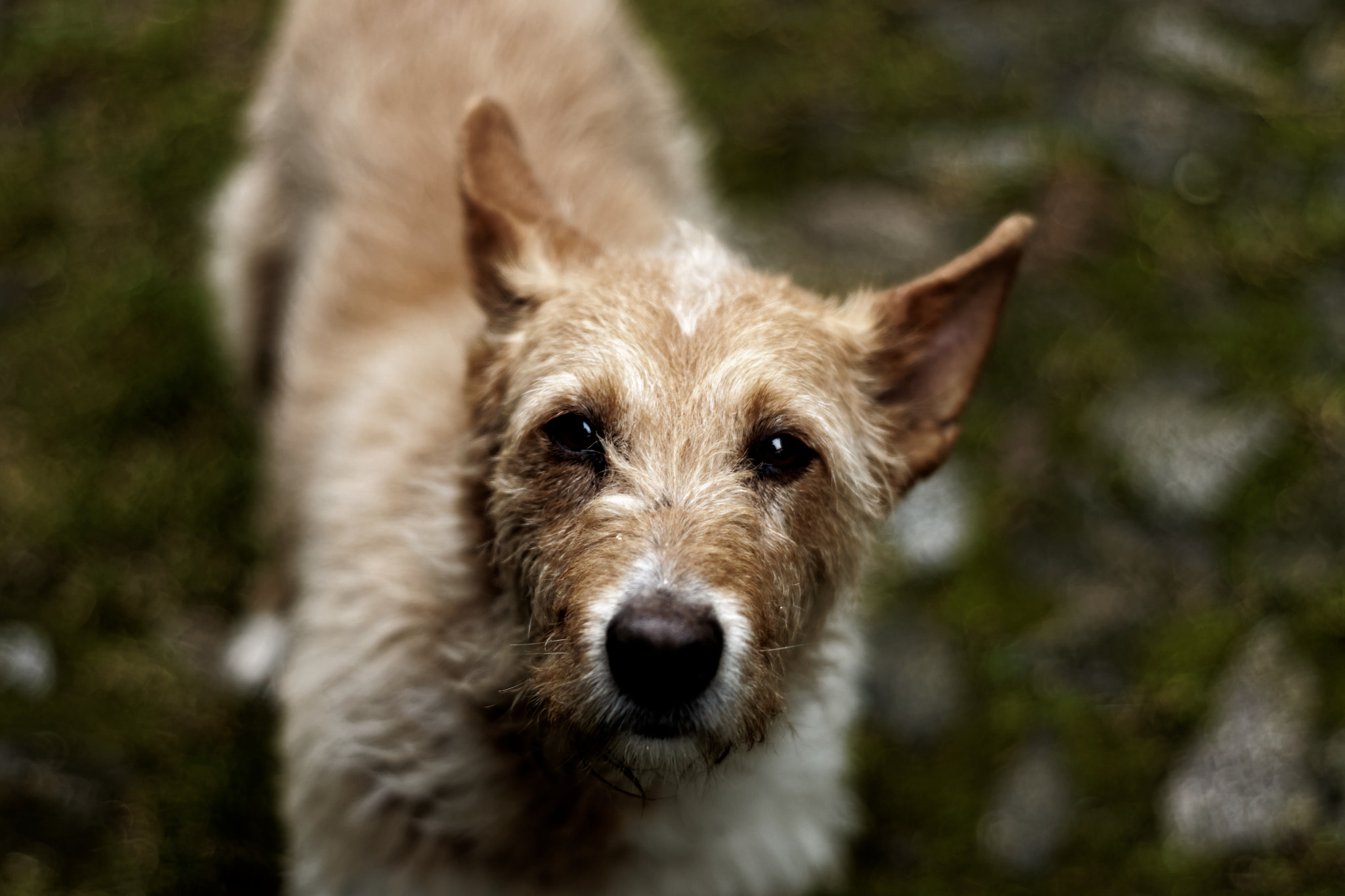 Sony Alpha DSLR-A700 + Minolta AF 50mm F1.7 New sample photo. Wistful eyes photography