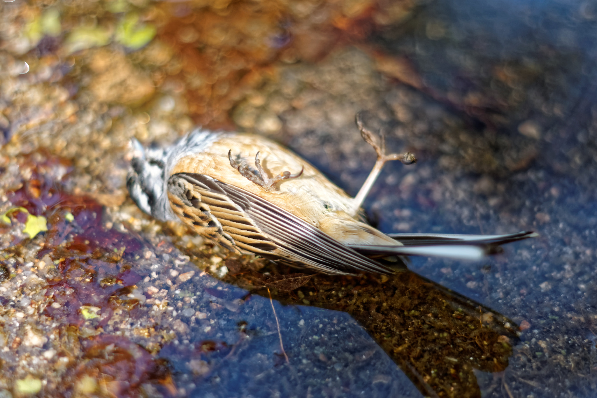 Sony Alpha DSLR-A700 + Minolta AF 50mm F1.7 New sample photo. Joy is a bird, a fragile thing photography