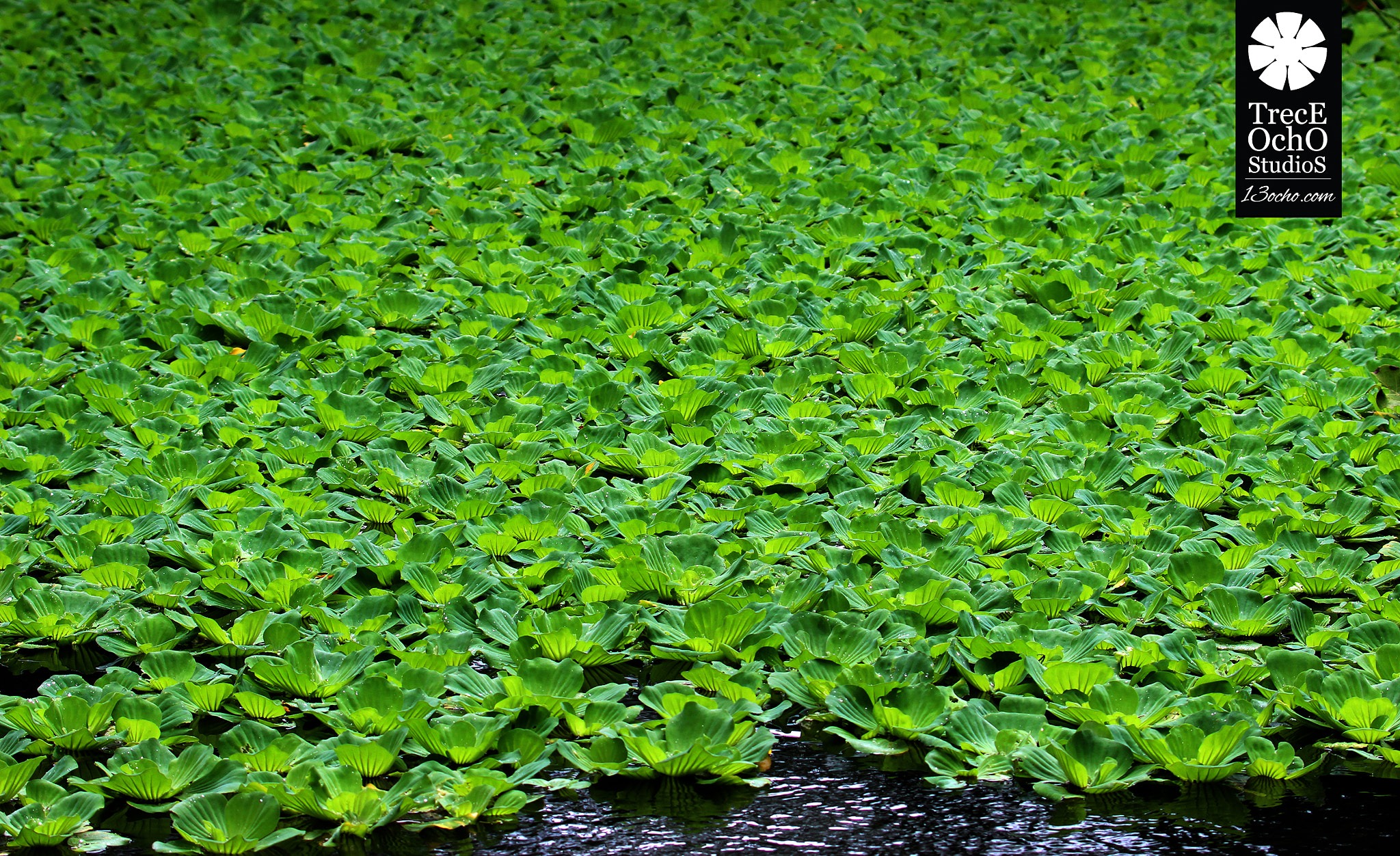 Canon EF 35-350mm F3.5-5.6L USM sample photo. #006400 photography