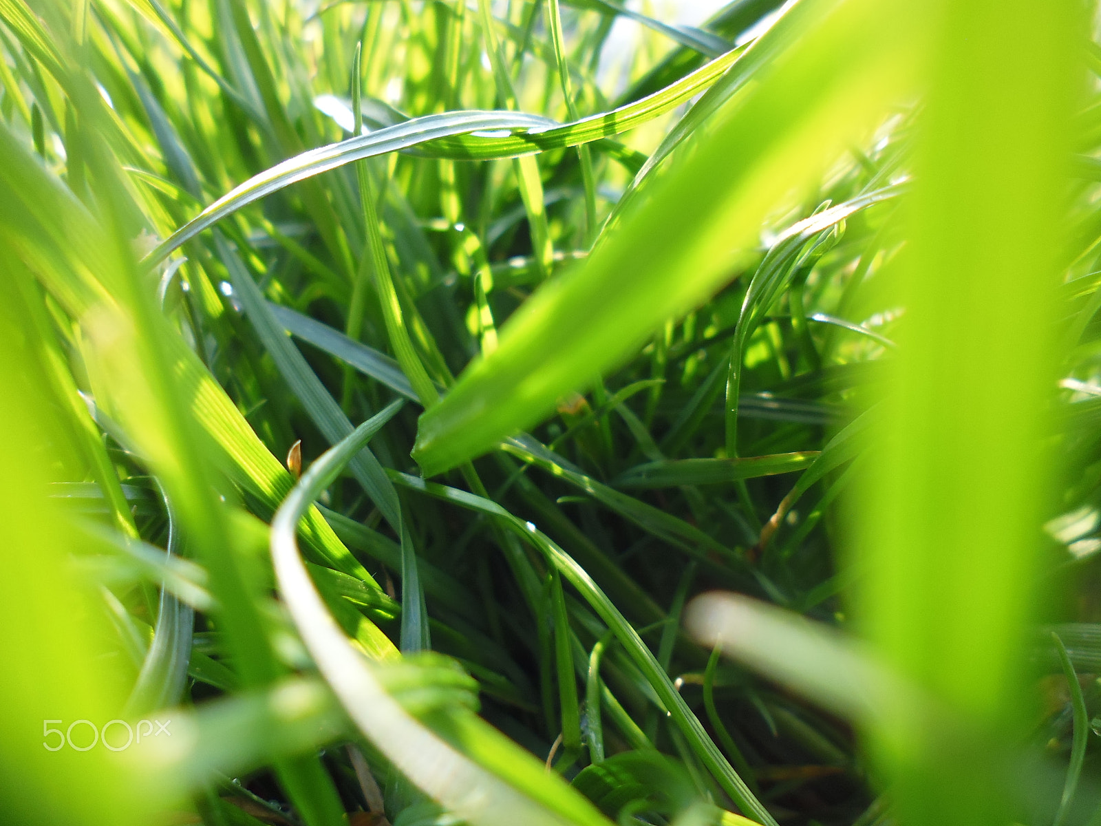 Panasonic DMC-FS50 sample photo. Grass macro photography