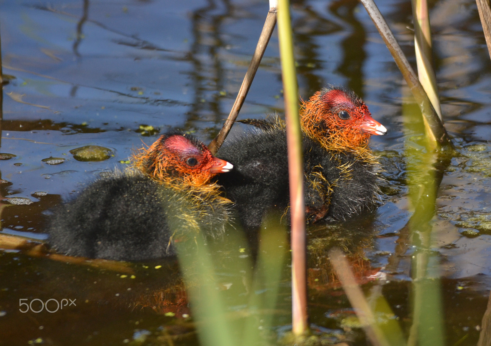 Sigma 150-500mm F5-6.3 DG OS HSM sample photo. Baby coot. photography