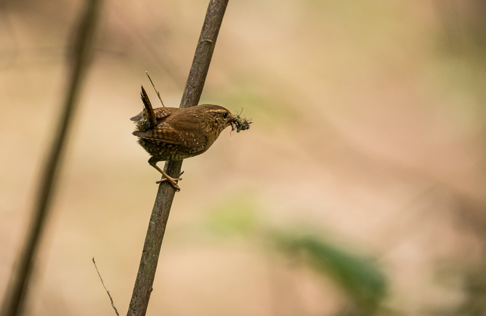Canon EF 100-400mm F4.5-5.6L IS II USM sample photo. Pacific wren photography