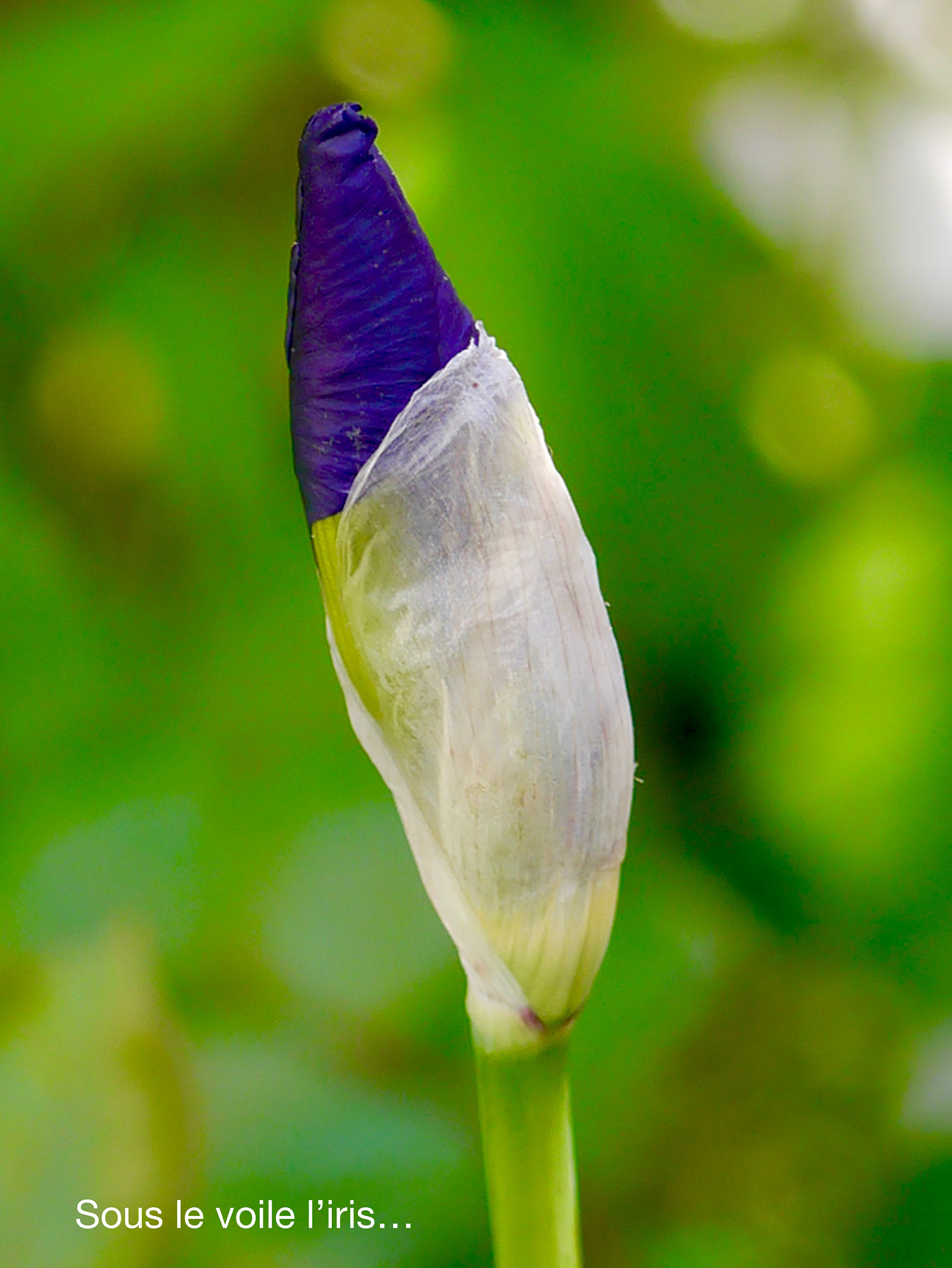 Panasonic Lumix DMC-GX1 + Panasonic Lumix G Macro 30mm F2.8 ASPH Mega OIS sample photo. Sous le voile... photography