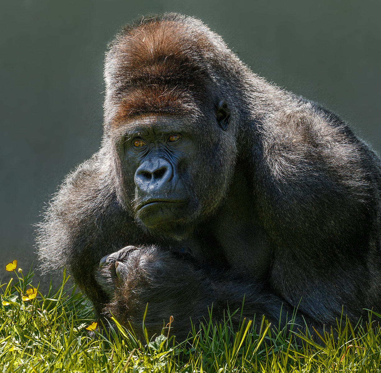 Canon EF 100-400mm F4.5-5.6L IS II USM sample photo. Silverback gorilla photography