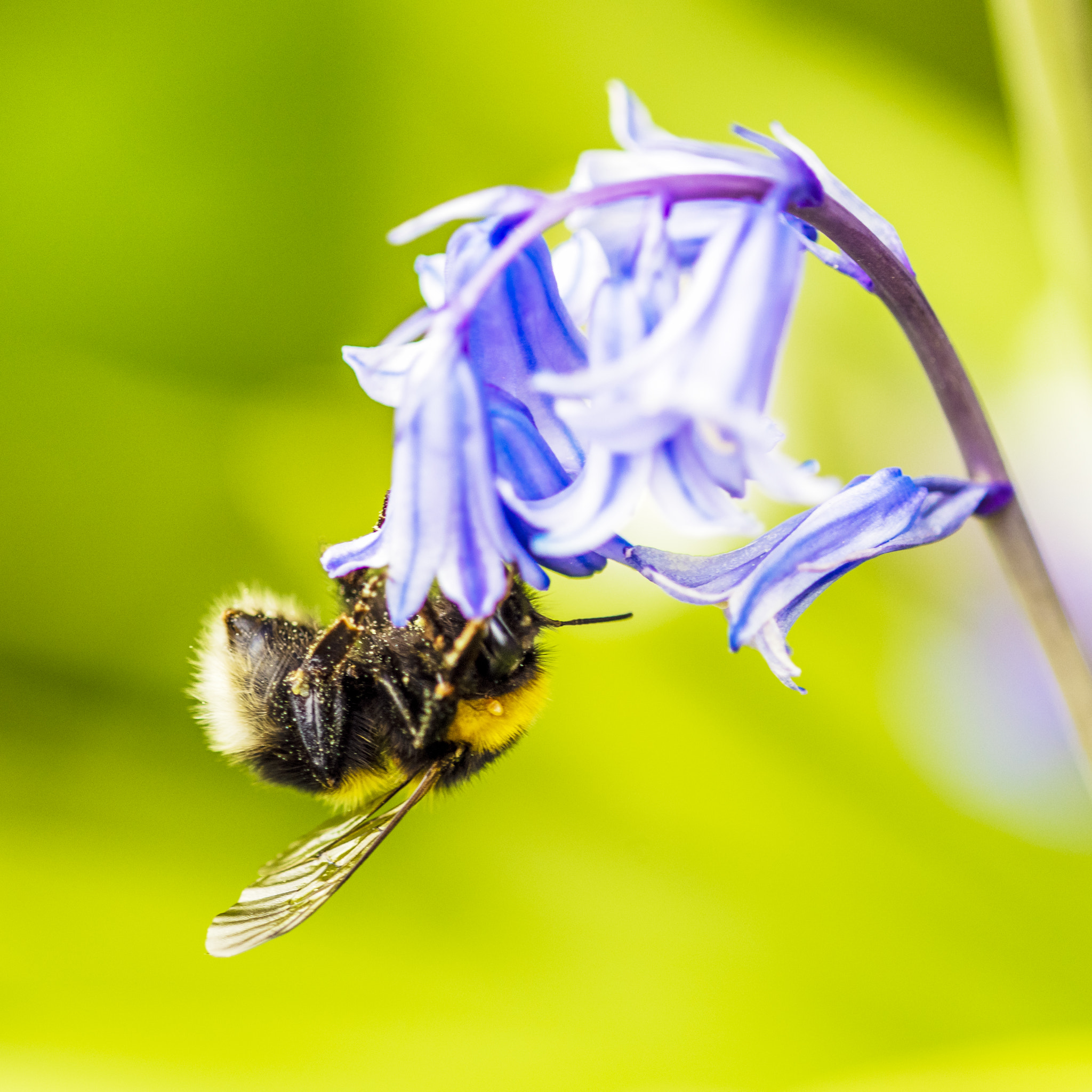 Nikon D810 + Nikon AF Micro-Nikkor 200mm F4D ED-IF sample photo. Bumblebee on bluebell photography