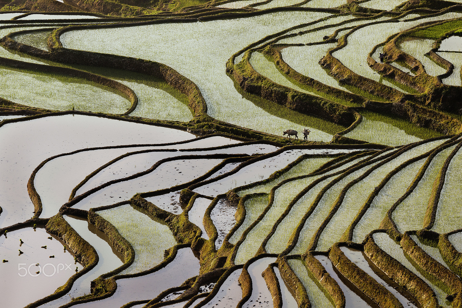 Canon EF 100-400mm F4.5-5.6L IS USM sample photo. Yuanyang rice terrace photography