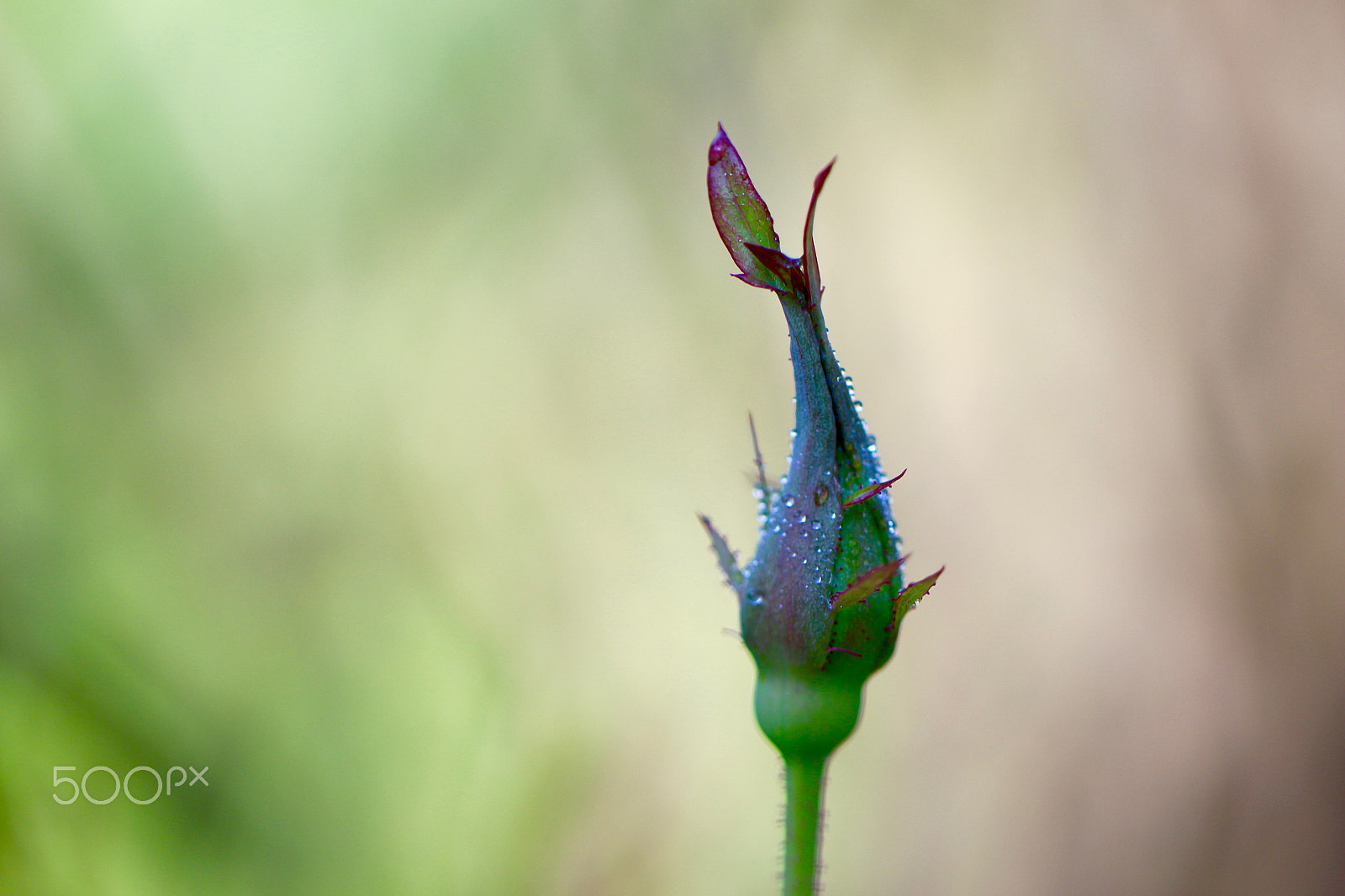 Canon EF 100mm F2.8L Macro IS USM sample photo. Rosebud photography