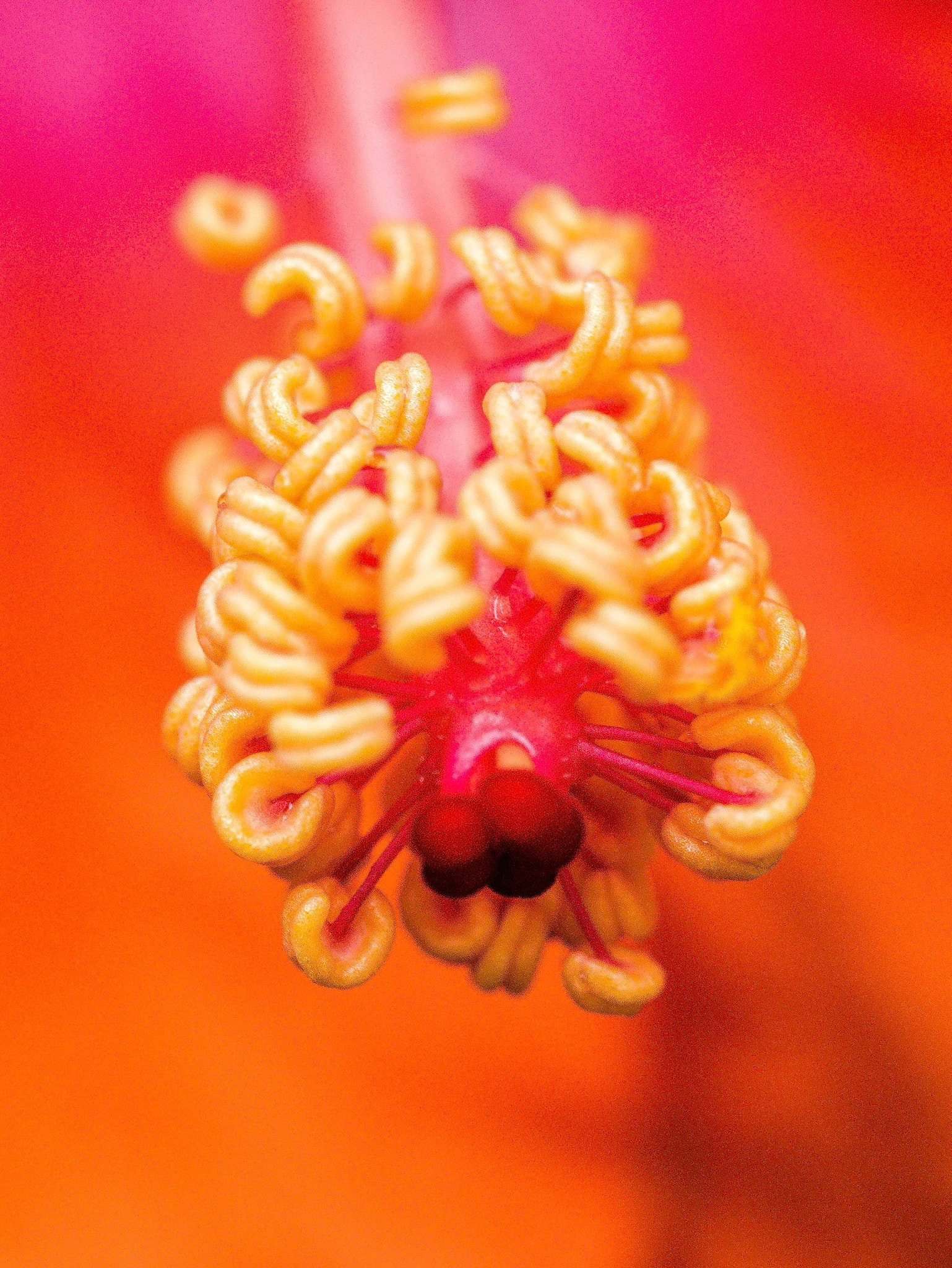 Panasonic Lumix DMC-G7 sample photo. Heart of hibiscus photography