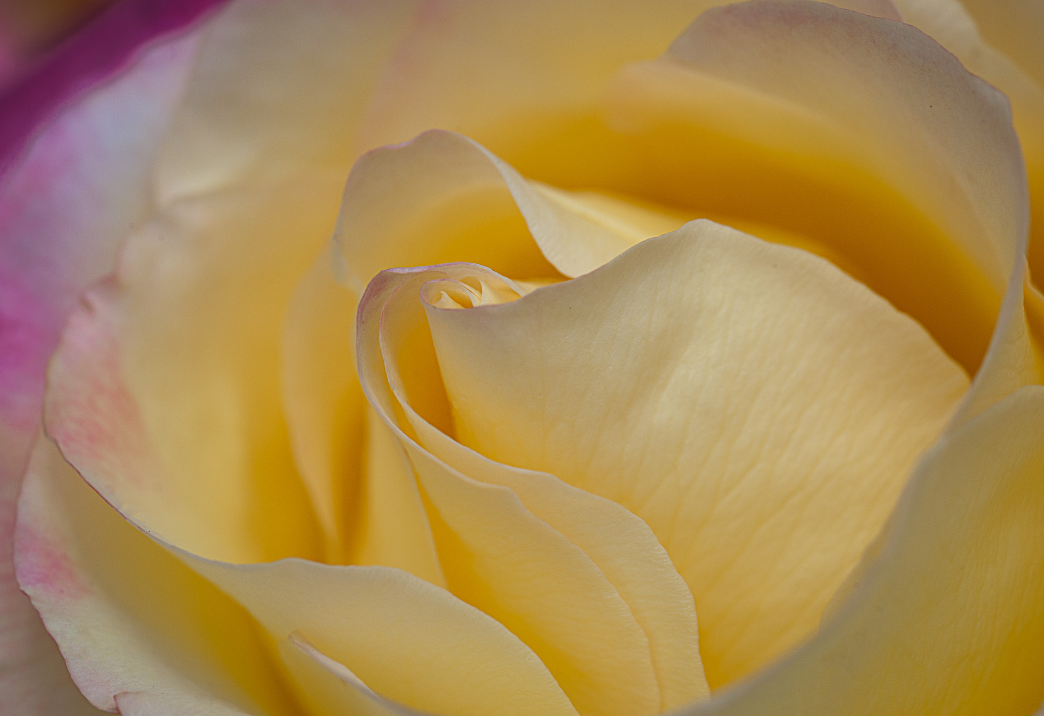 Nikon D3X sample photo. Yellow photography
