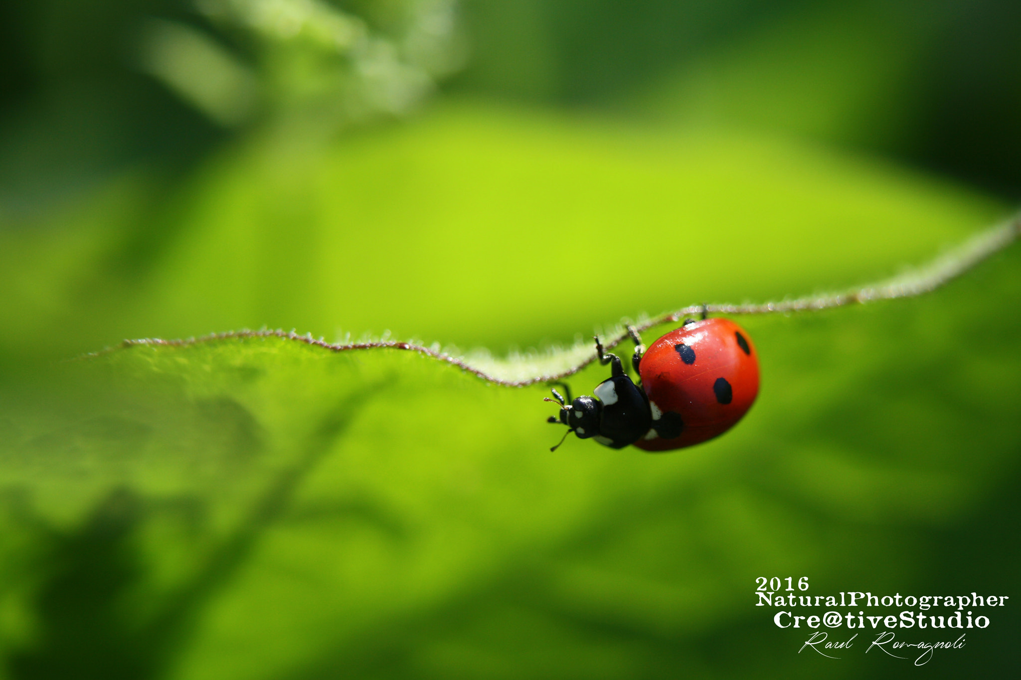 Canon EOS 1000D (EOS Digital Rebel XS / EOS Kiss F) + Canon EF 135mm F2.8 SF sample photo. Coleoptera - coccinellidae  coccinella photography