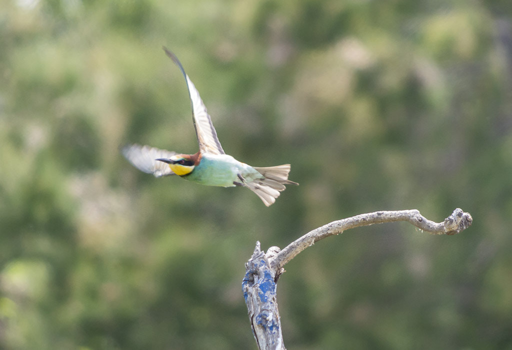 Pentax K-5 II + Pentax smc DA 55-300mm F4.0-5.8 ED sample photo. L'envol du guêpier photography