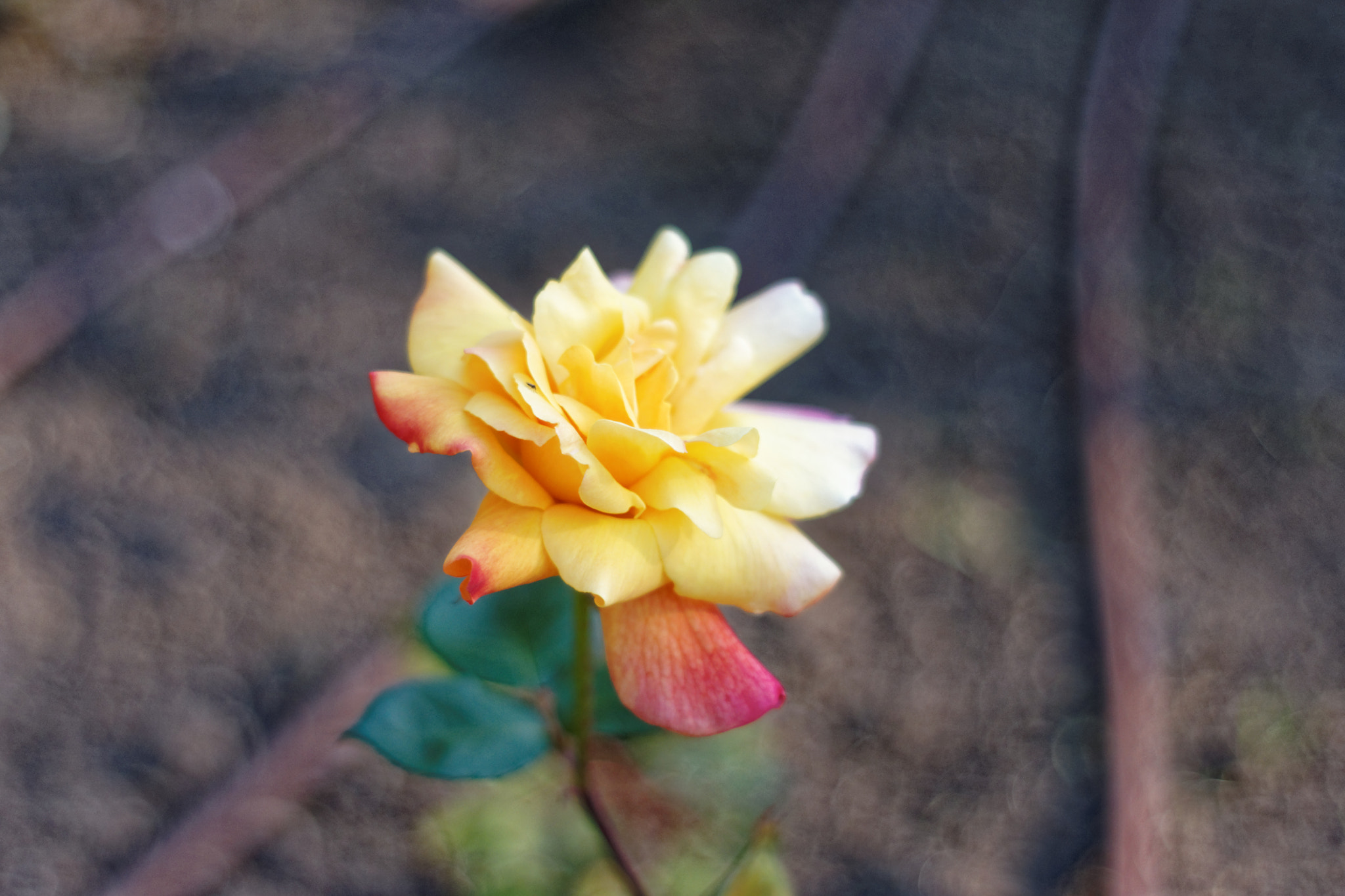 Sony Alpha DSLR-A700 + Minolta AF 50mm F1.7 New sample photo. Little prince's rose photography