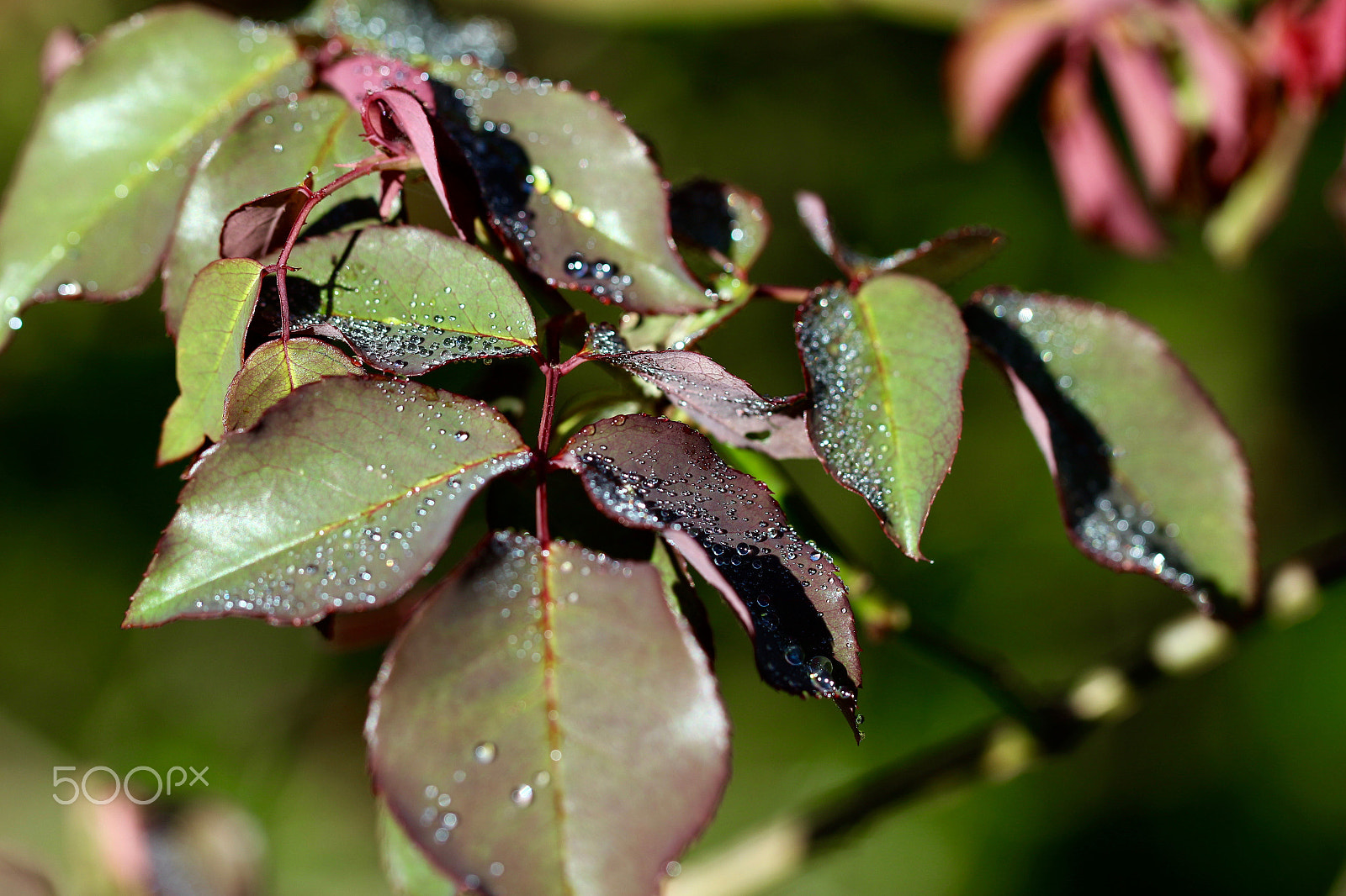 Canon EF 100mm F2.8L Macro IS USM sample photo. Wet rose leaves... photography