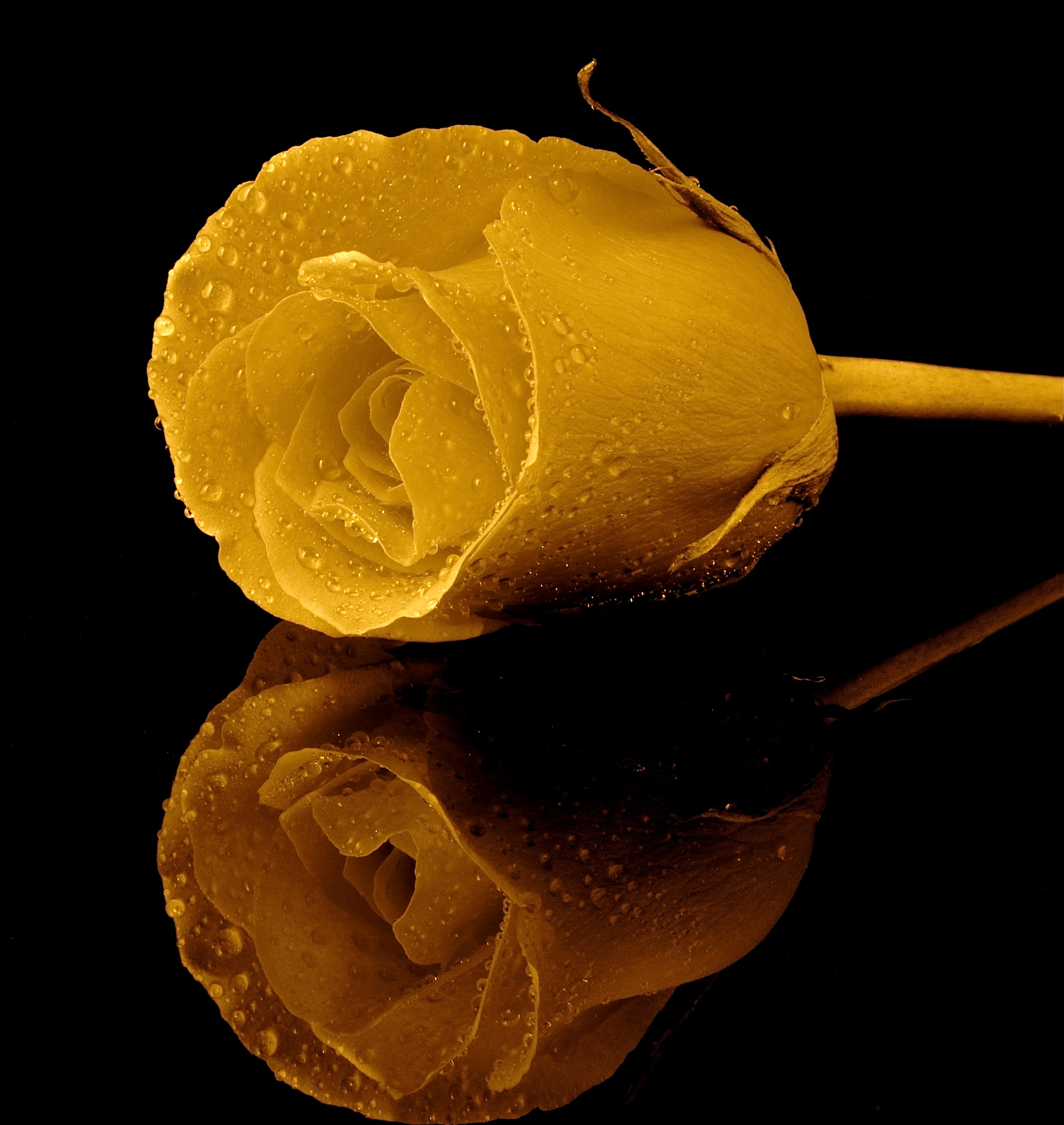 Canon EF-S 18-135mm F3.5-5.6 IS sample photo. Rose in sepia photography