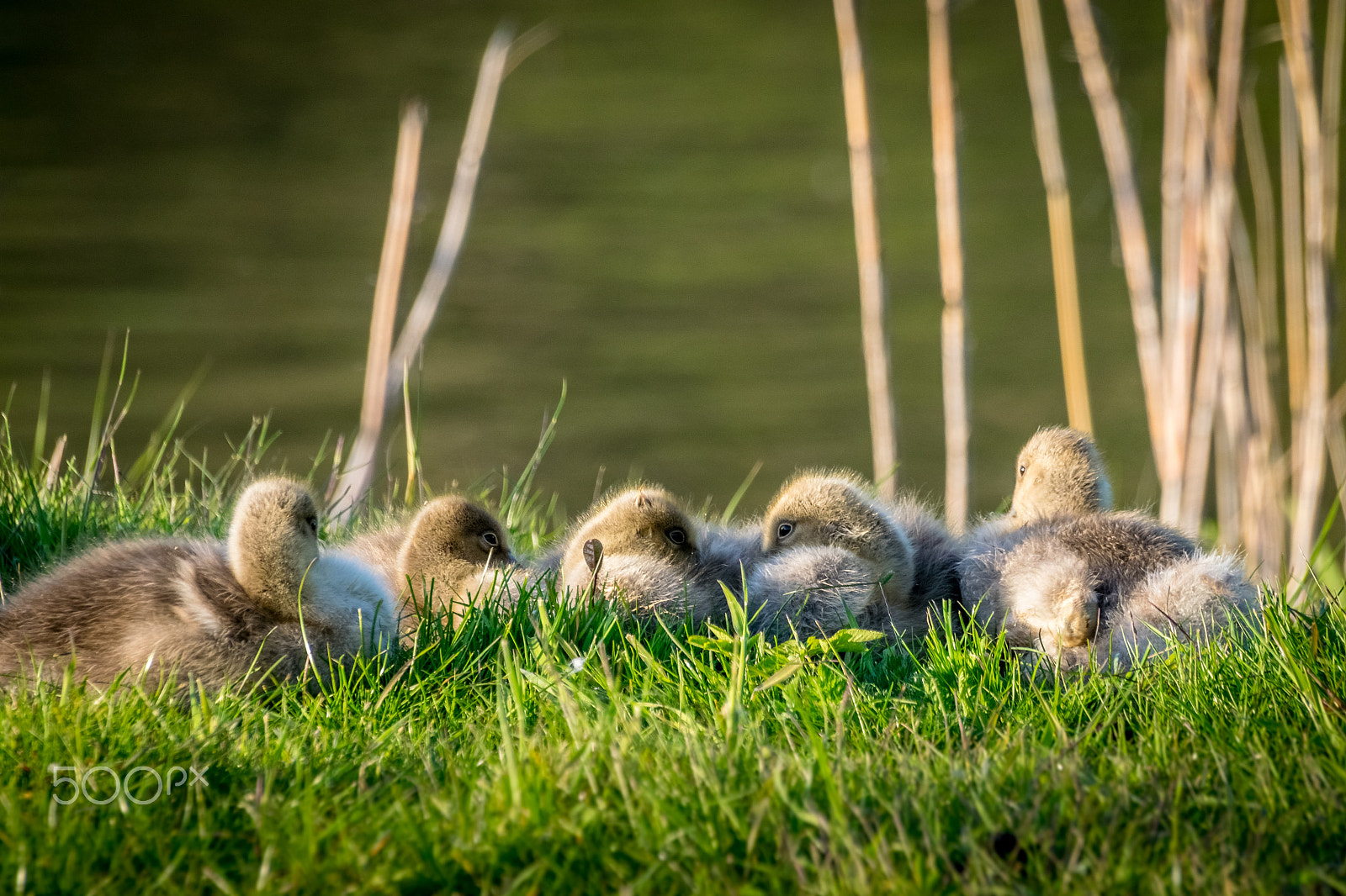 Sigma 50-500mm F4.5-6.3 DG OS HSM sample photo. Goslings photography