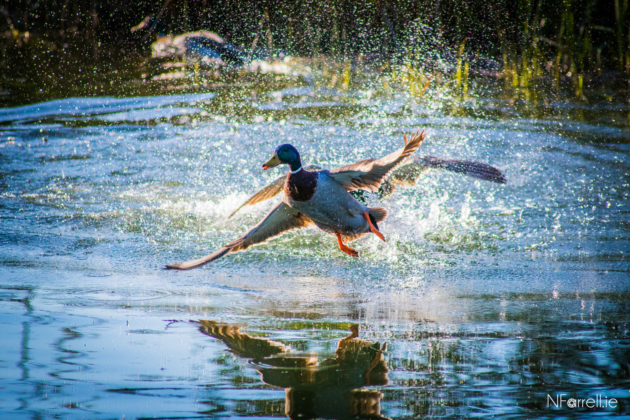 Canon EOS 750D (EOS Rebel T6i / EOS Kiss X8i) sample photo. Splashin' about photography