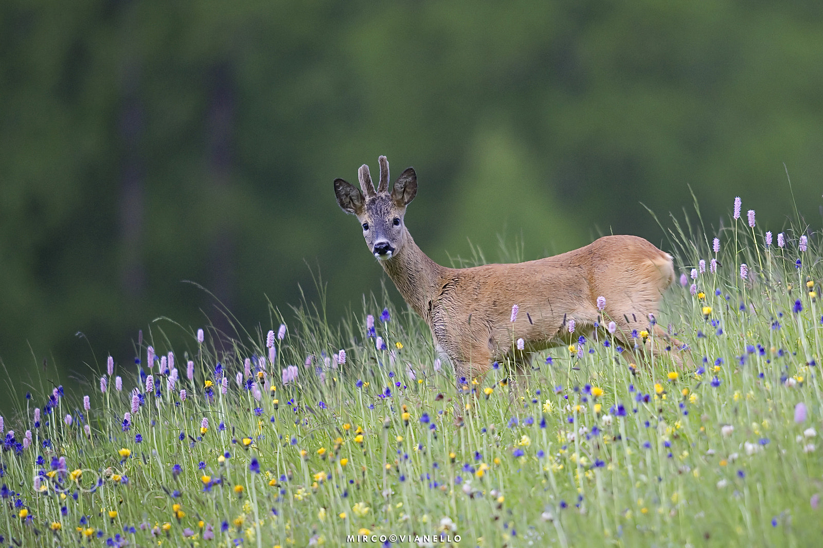 Nikon D3S + Nikon AF-S Nikkor 500mm F4G ED VR sample photo. Capriolo in velluto photography