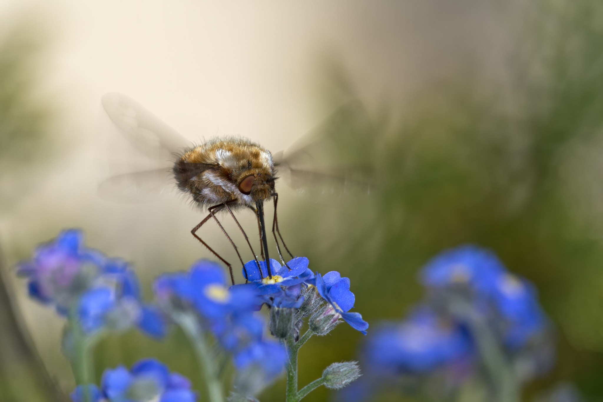 Canon EF 180mm F3.5L Macro USM sample photo. Wolli photography
