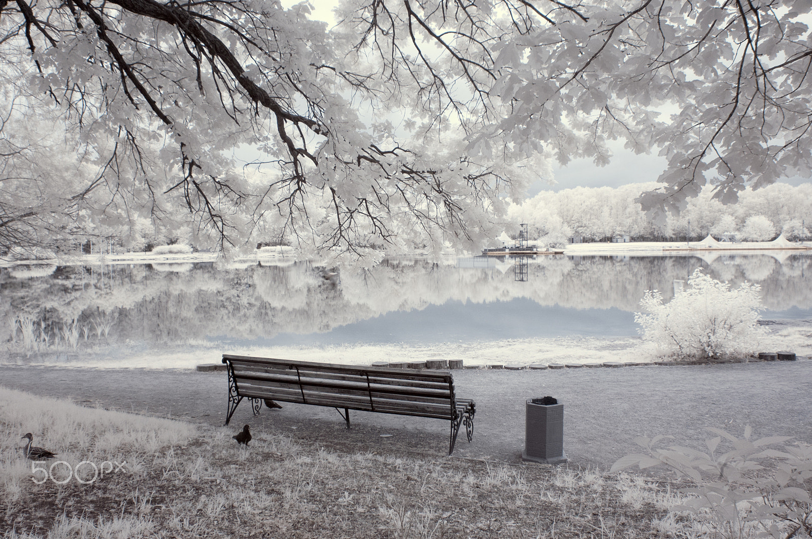Nikon D70s sample photo. Infrared landscape. white trees photography