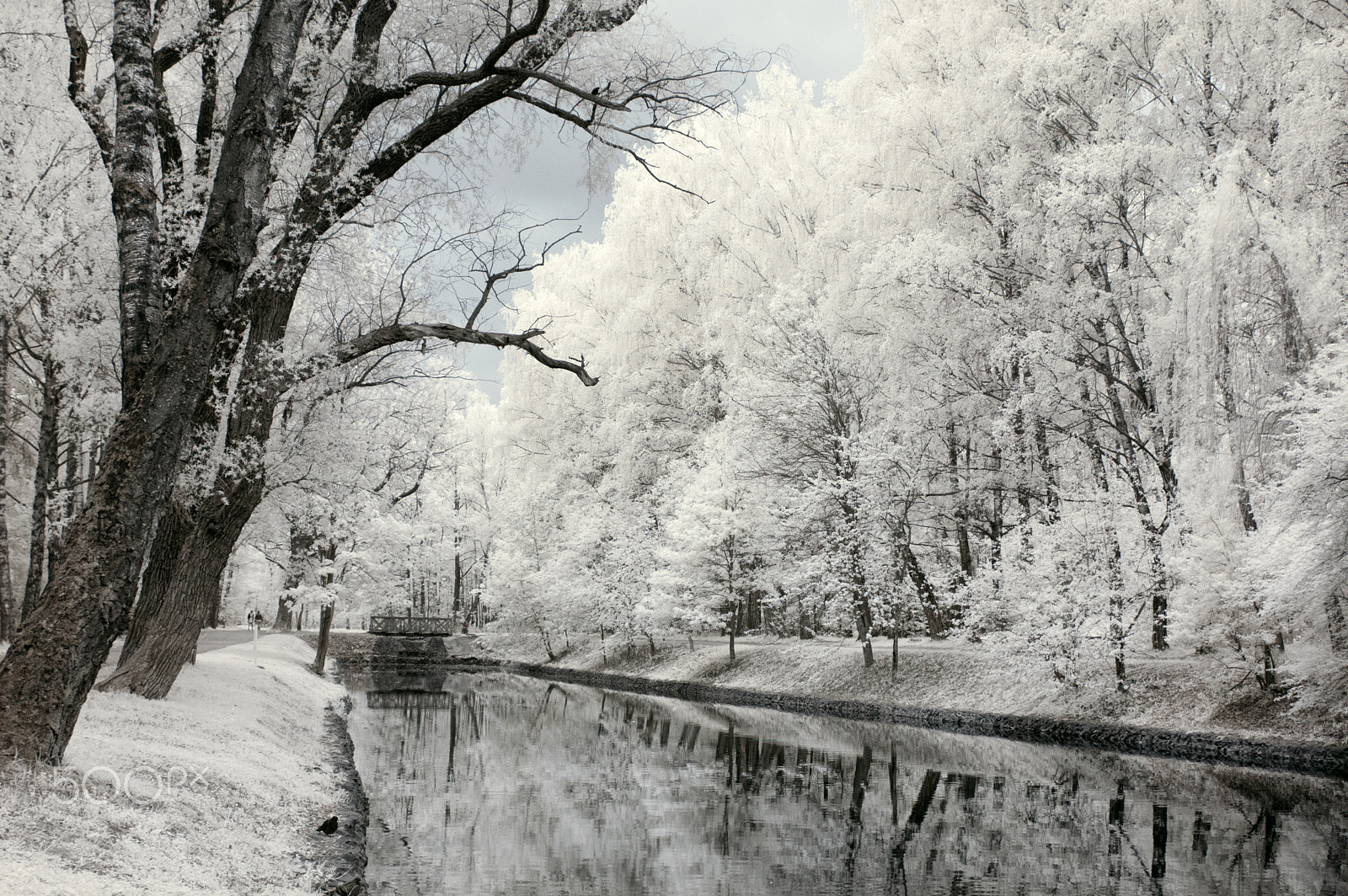Nikon D70s sample photo. Infrared landscape. white trees photography