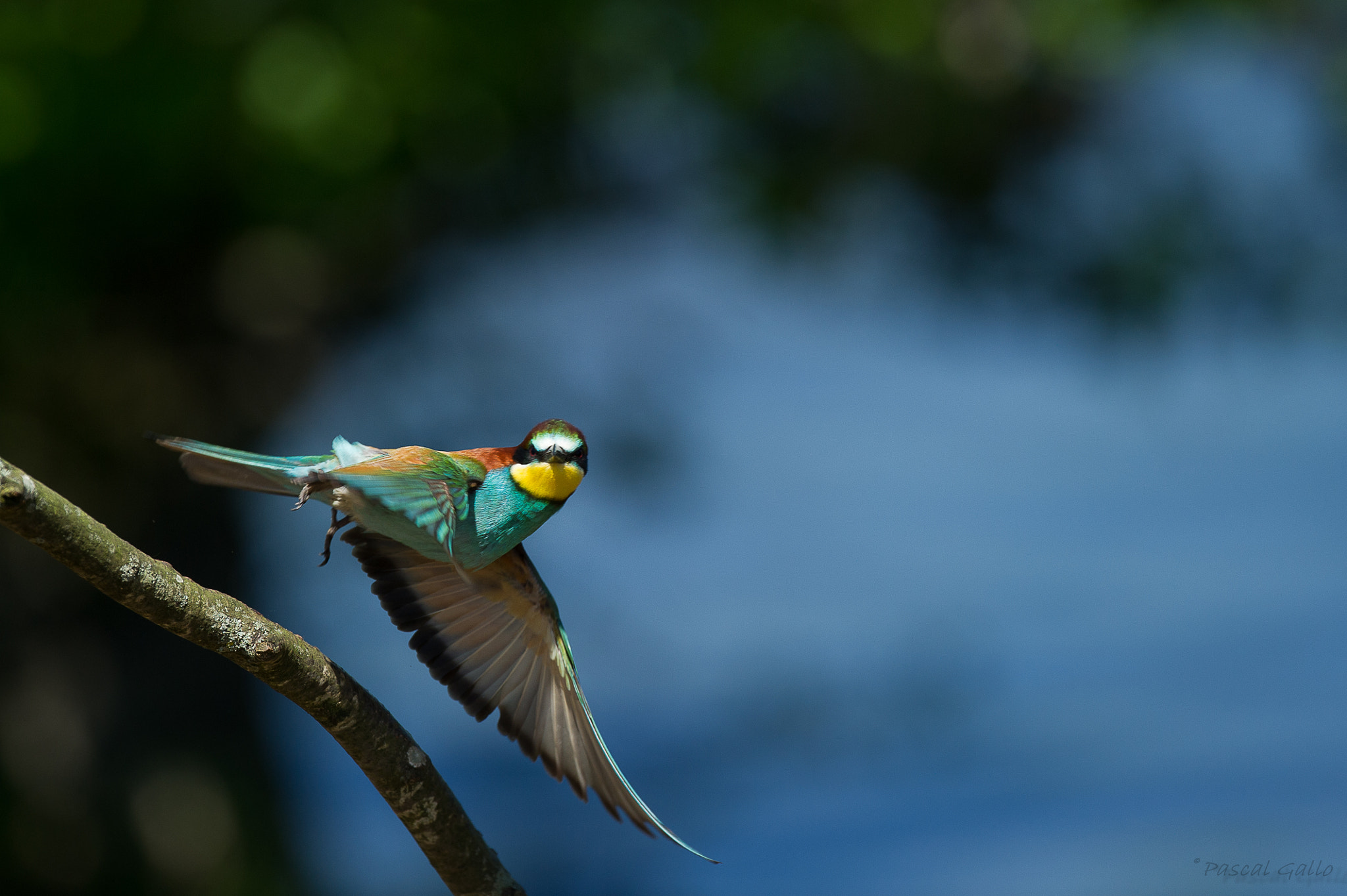 Nikon D3S + Nikon AF-S Nikkor 500mm F4G ED VR sample photo. Bee-eater / guêpier d'europe photography