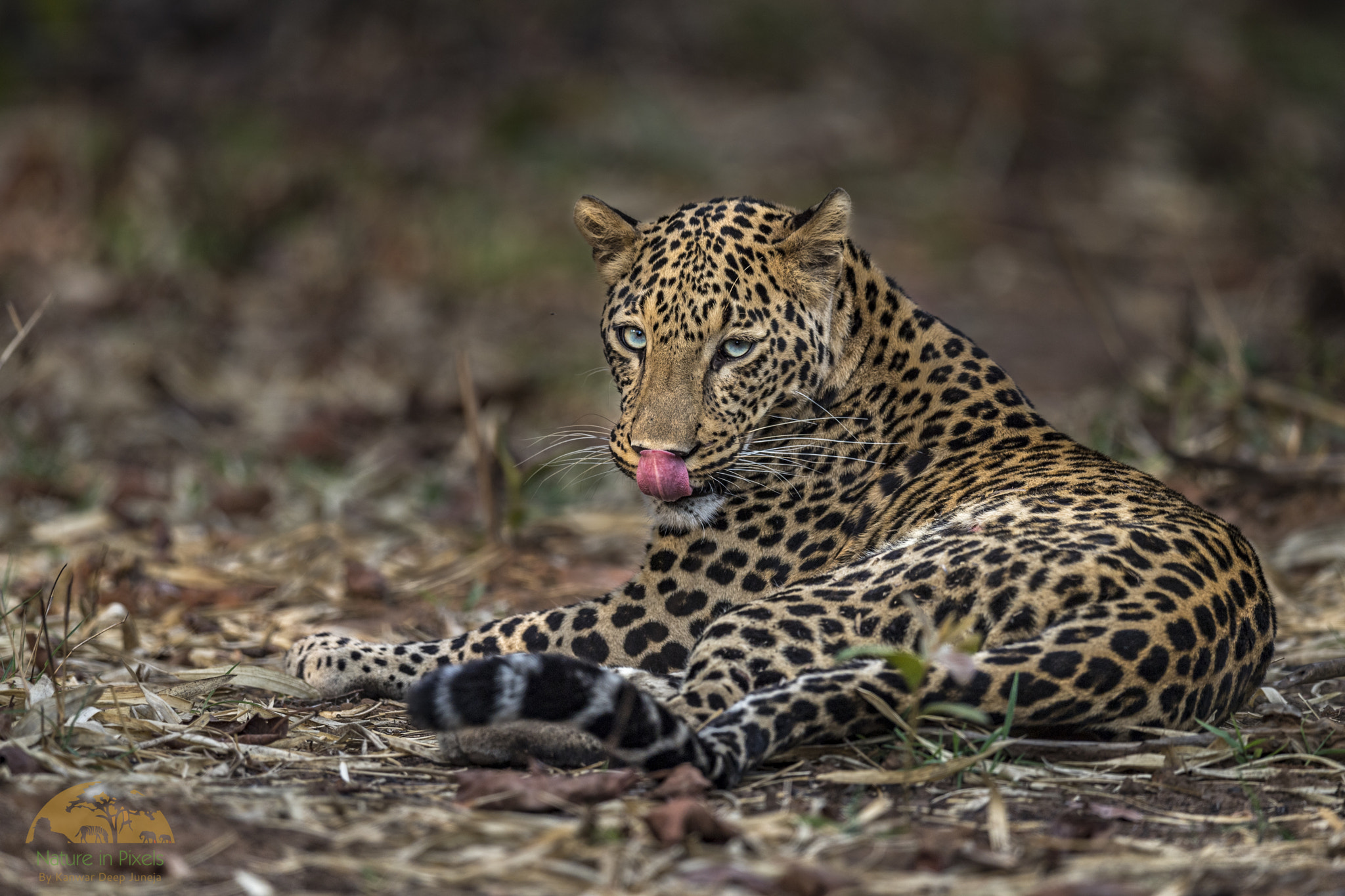 Nikon AF-S Nikkor 800mm F5.6E FL ED VR sample photo. Slurrp... photography