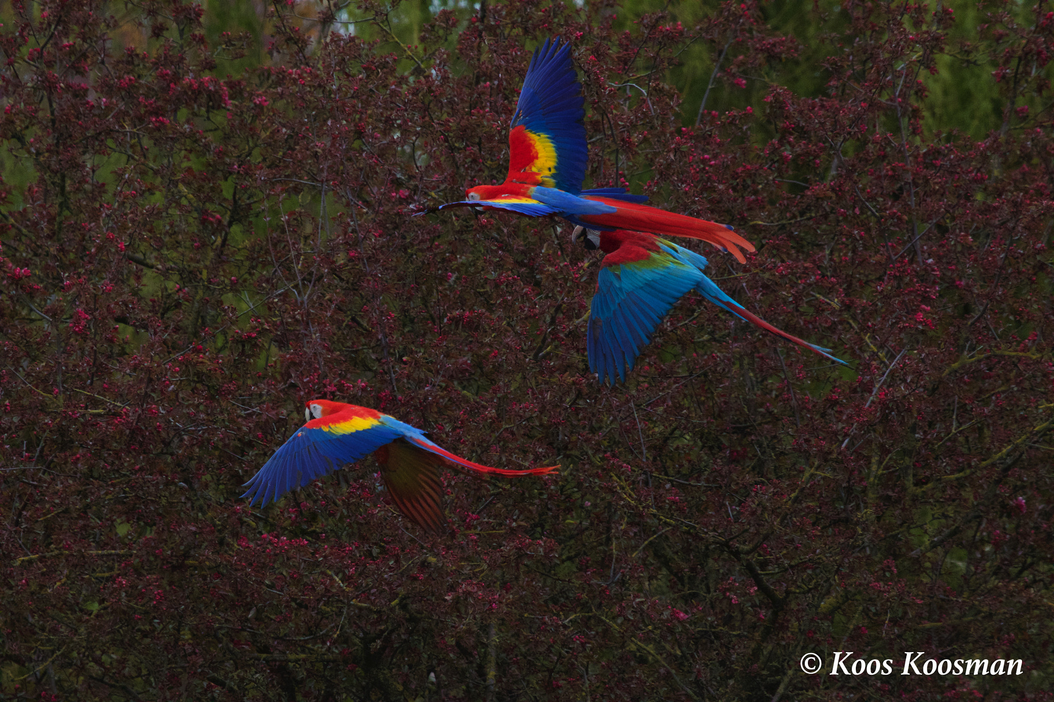 Canon EF 100-400mm F4.5-5.6L IS USM sample photo. Bokraaf photography