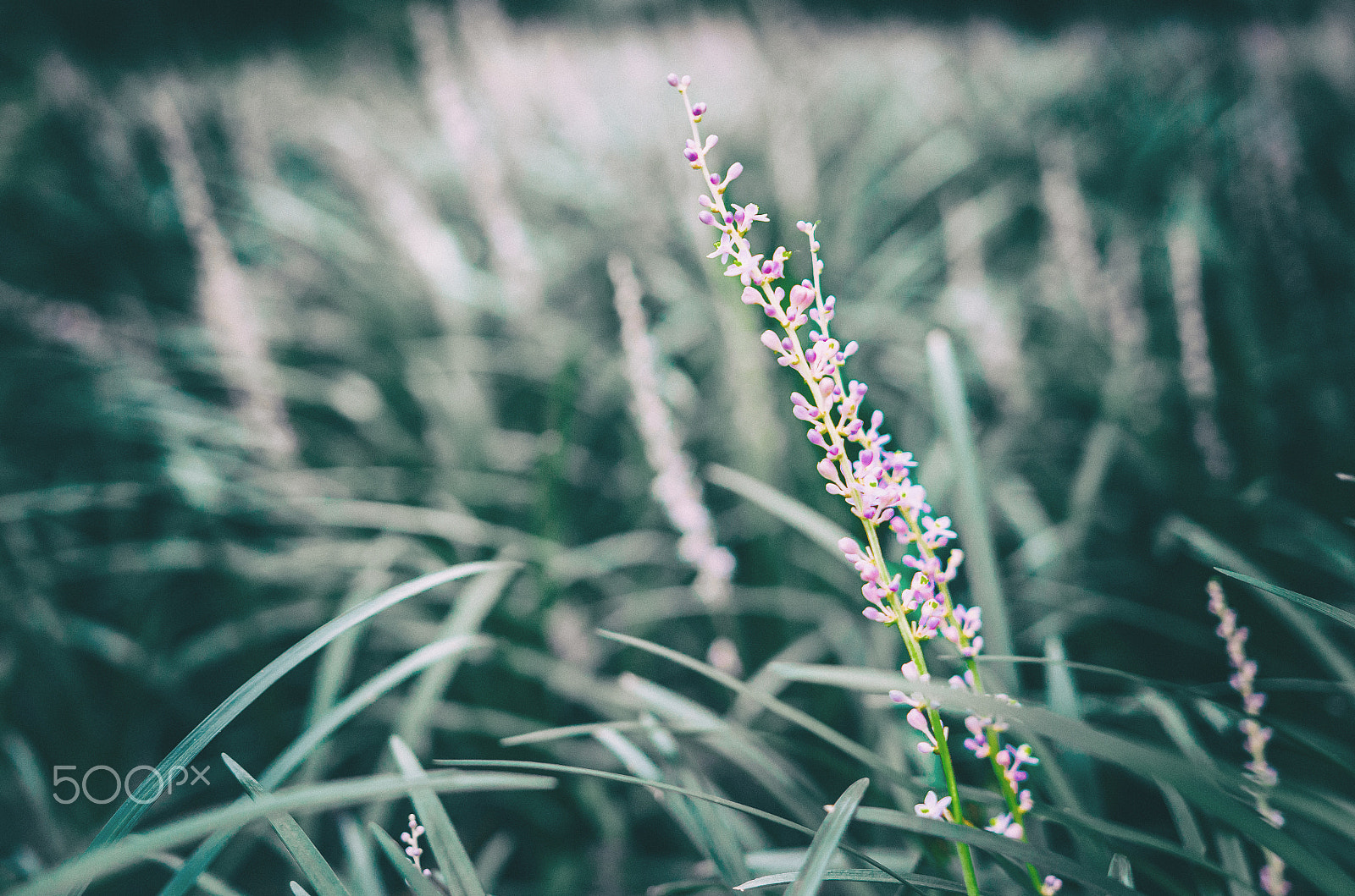 Pentax K-5 IIs sample photo. Little flower photography