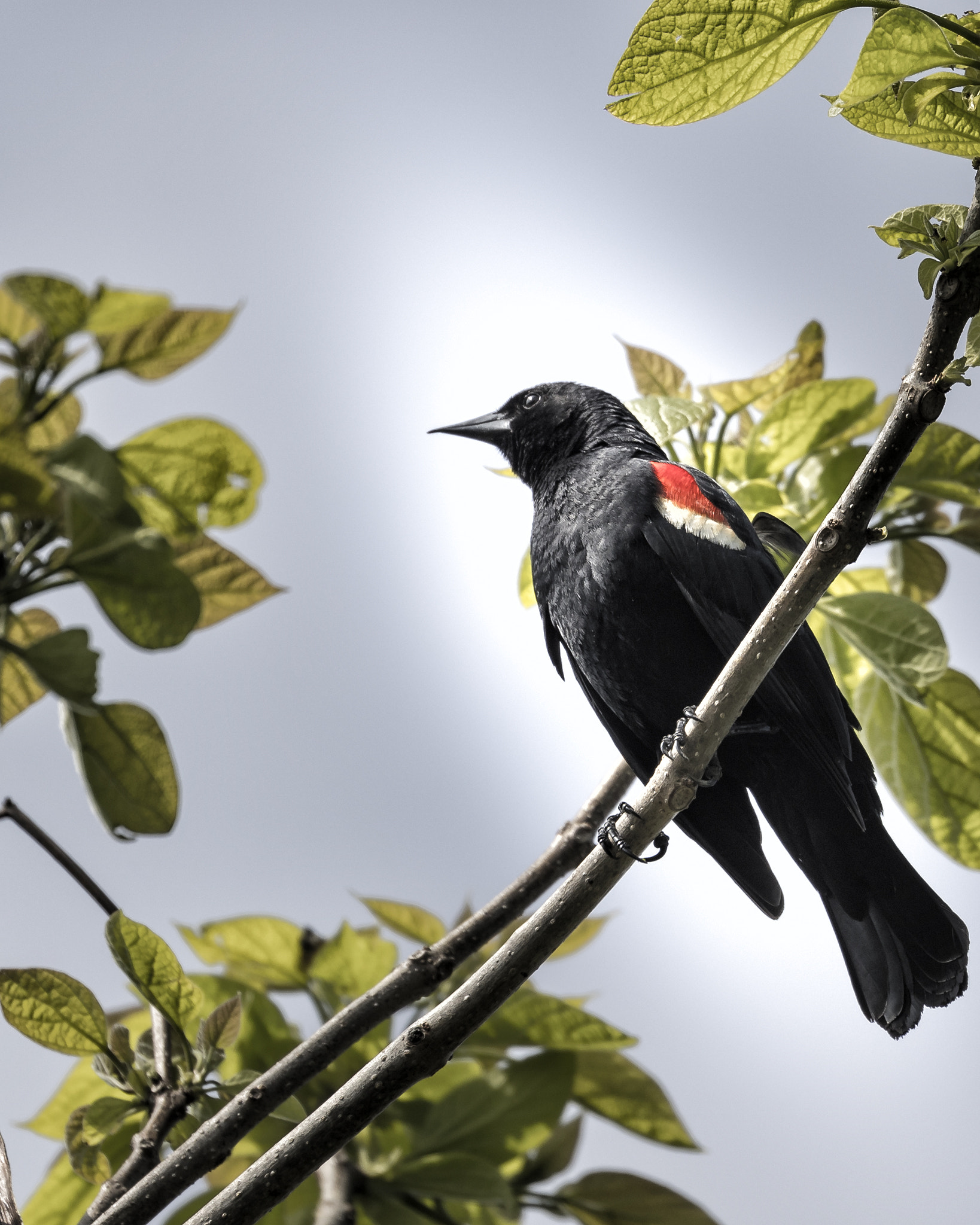 Canon EF 100-400mm F4.5-5.6L IS II USM sample photo. Redwing photography