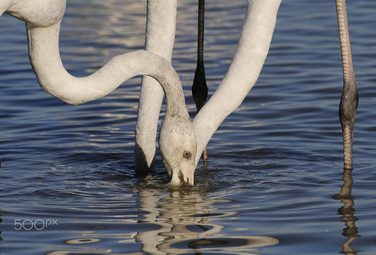 Nikon AF-S Nikkor 200-400mm F4G ED-IF VR sample photo. Greater flamingo photography