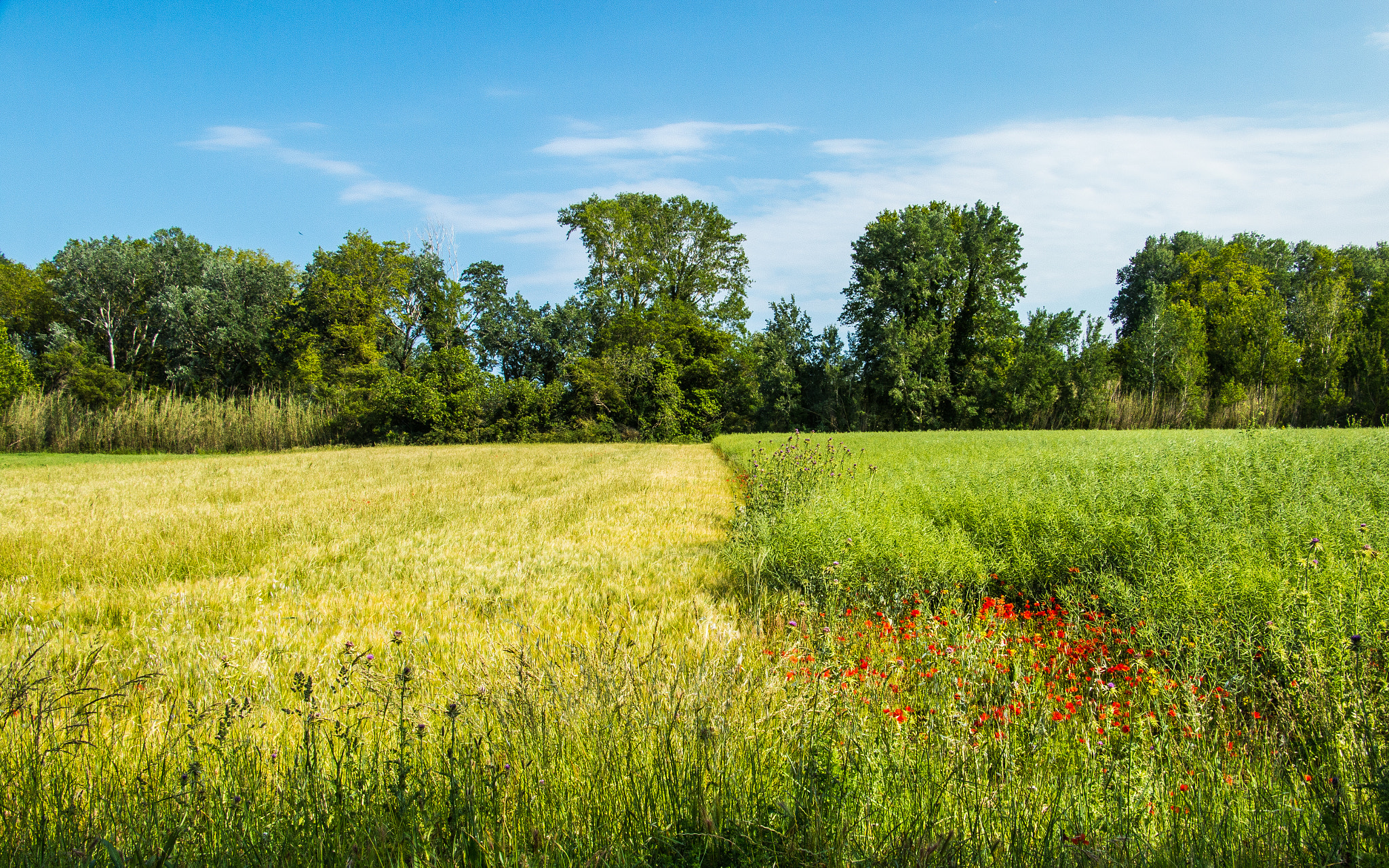 Canon EF-S 18-135mm F3.5-5.6 IS STM sample photo. The peaceful countryside photography