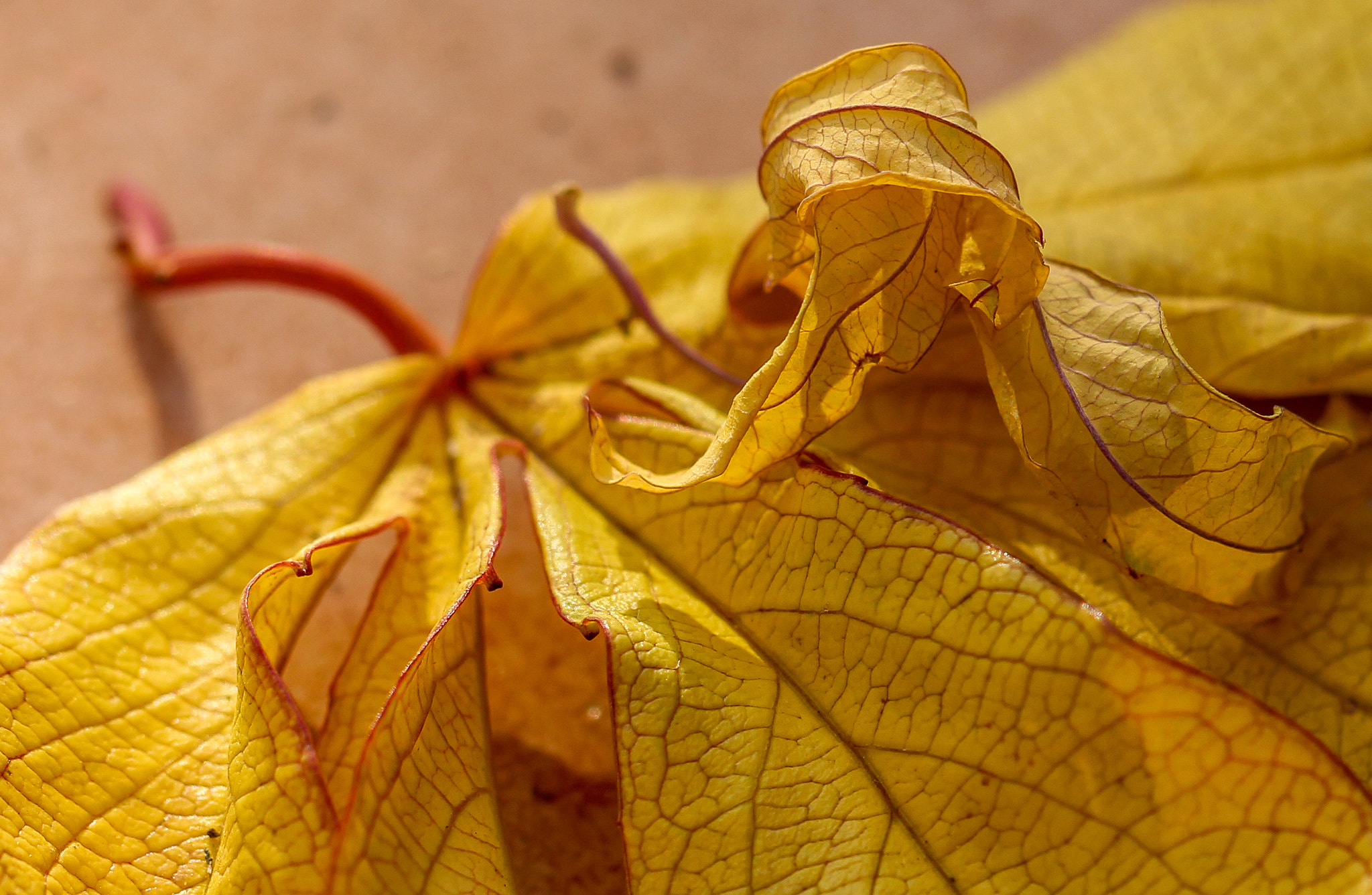 Canon EOS 650D (EOS Rebel T4i / EOS Kiss X6i) + Canon EF 100mm F2.8L Macro IS USM sample photo. Yellow fall photography