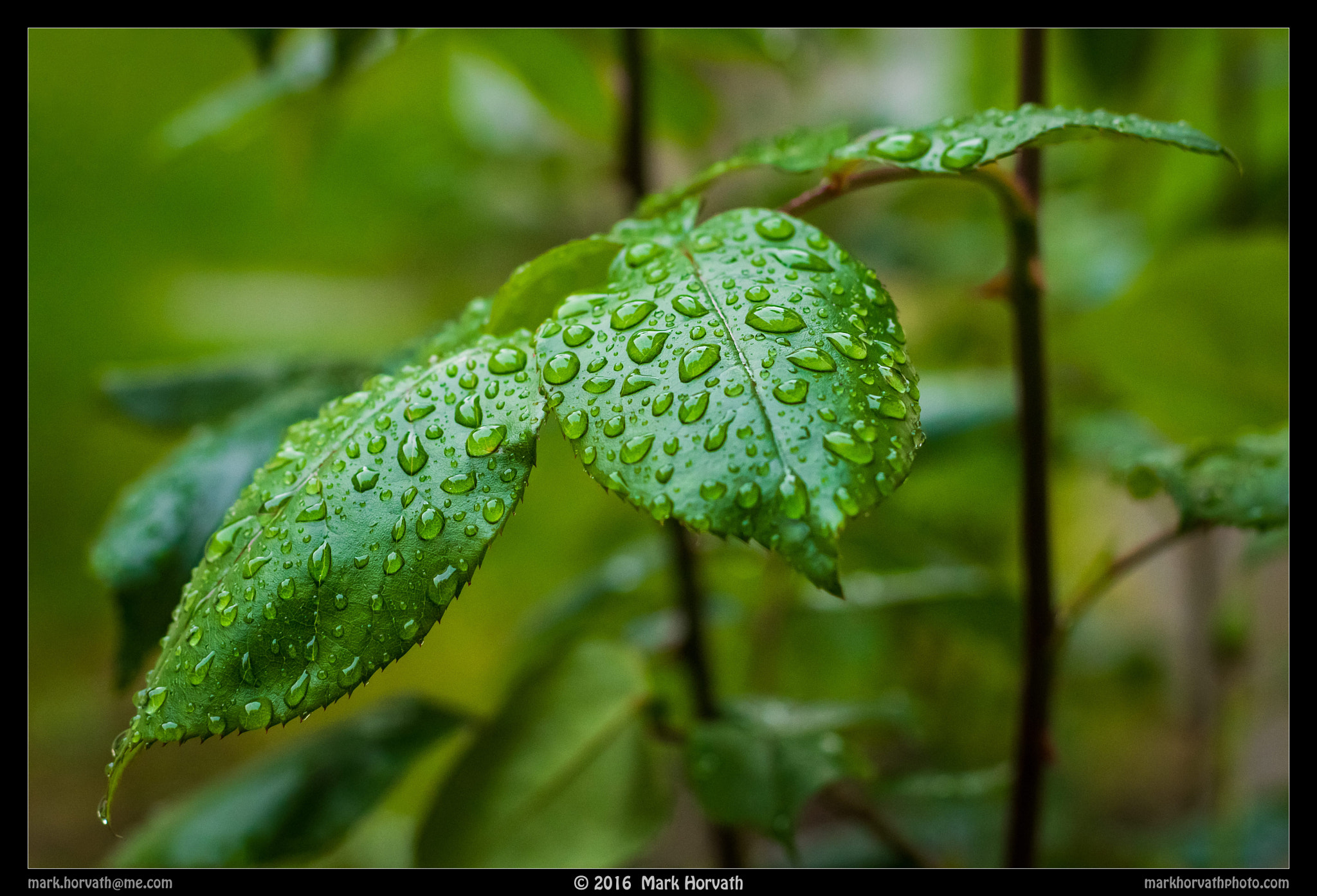 Canon EF 50mm F1.4 USM sample photo. Lush photography
