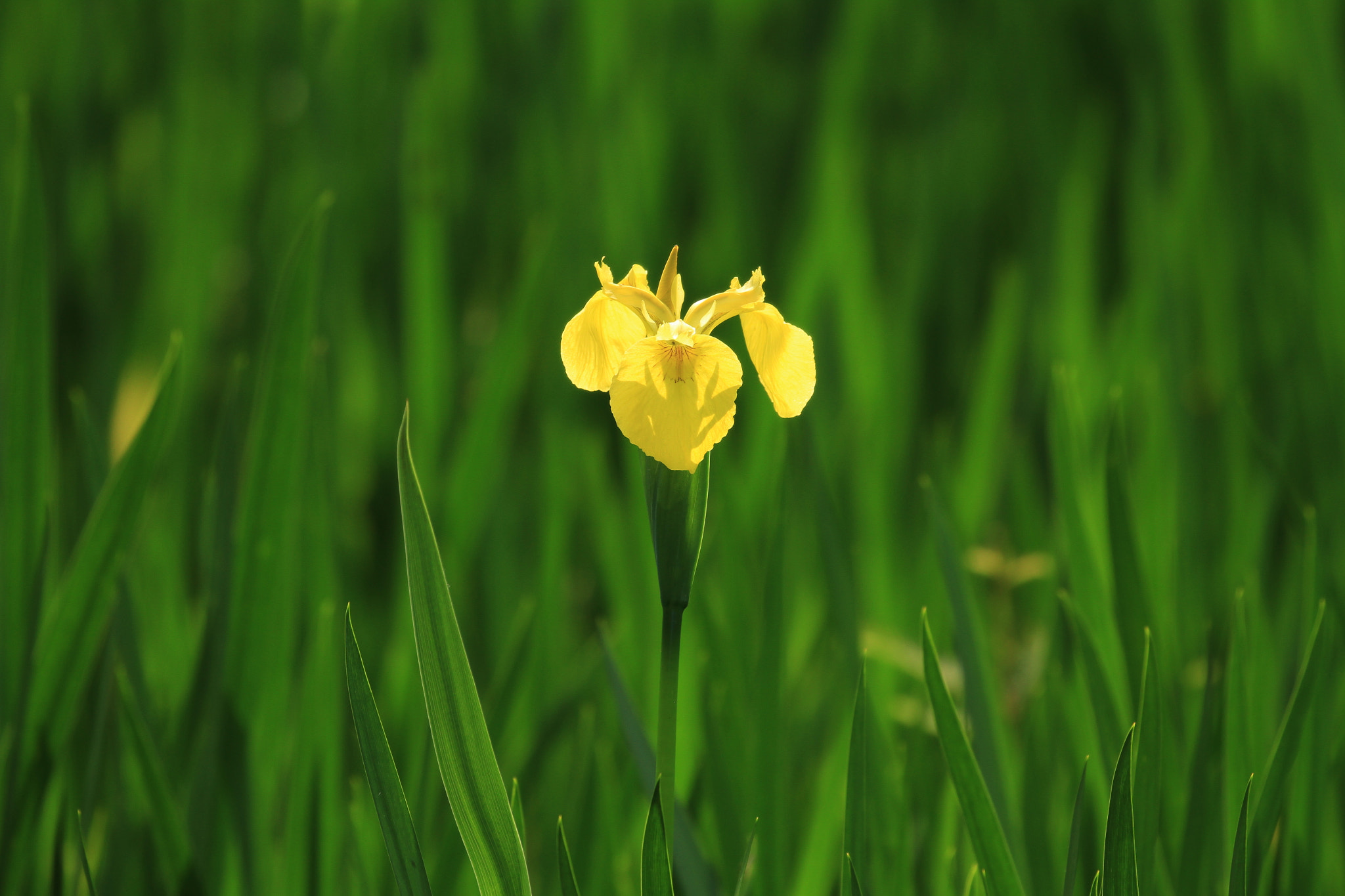 Canon EF 100-400mm F4.5-5.6L IS II USM sample photo. Japanese iris  凛として photography