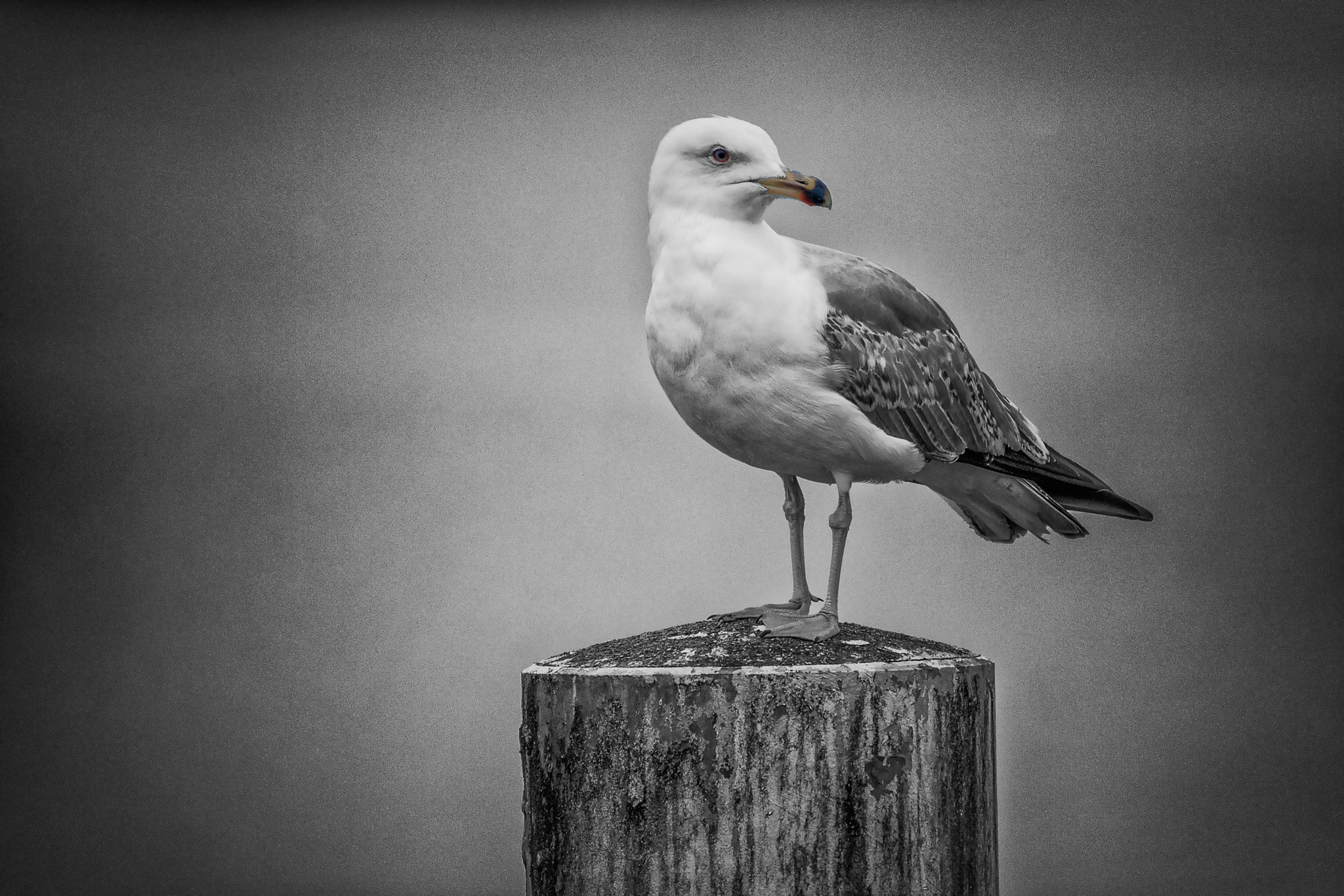 Nikon D3X sample photo. Hometown black colored seagull photography