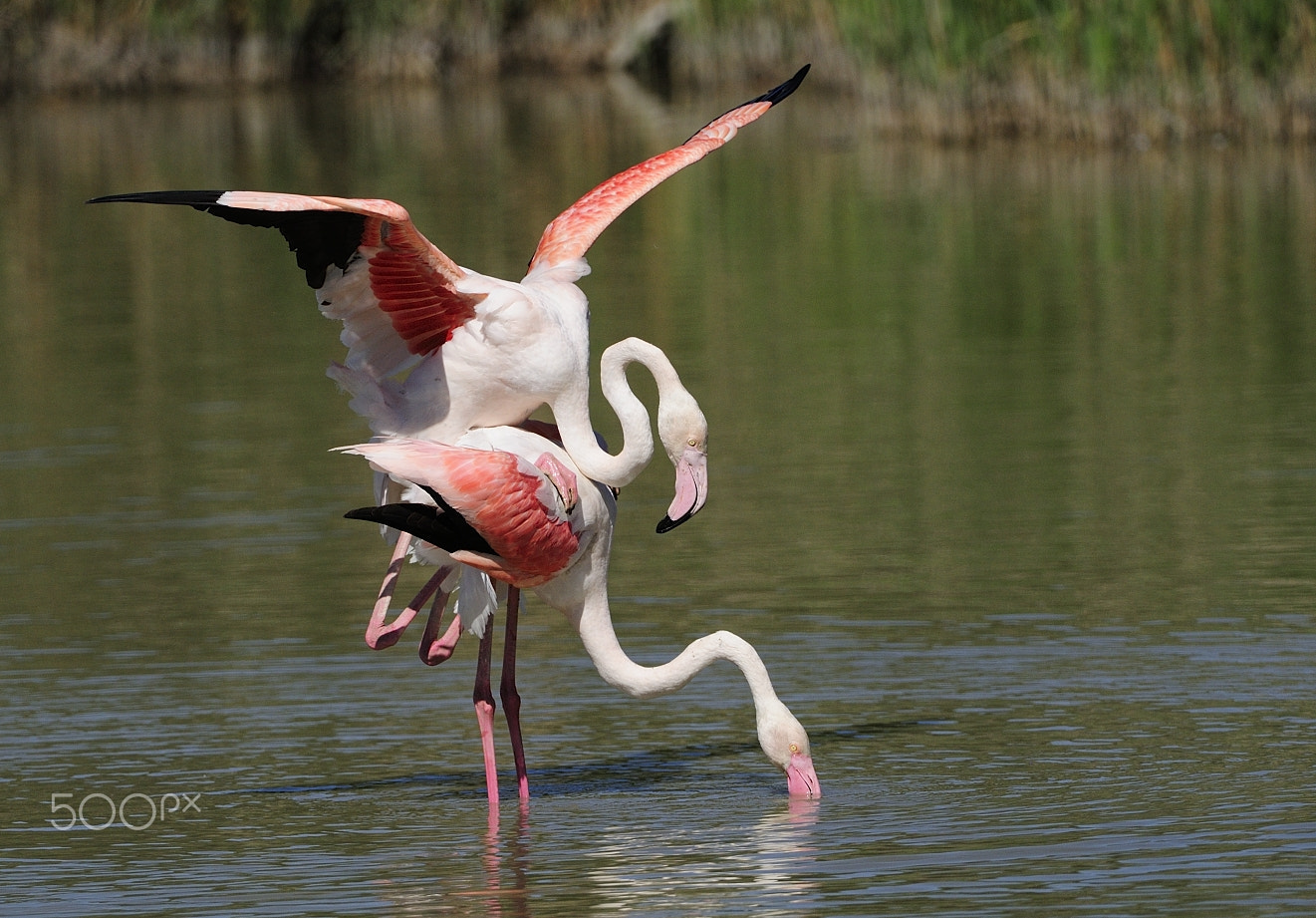 Nikon AF-S Nikkor 200-400mm F4G ED-IF VR sample photo. Greater flamingo photography