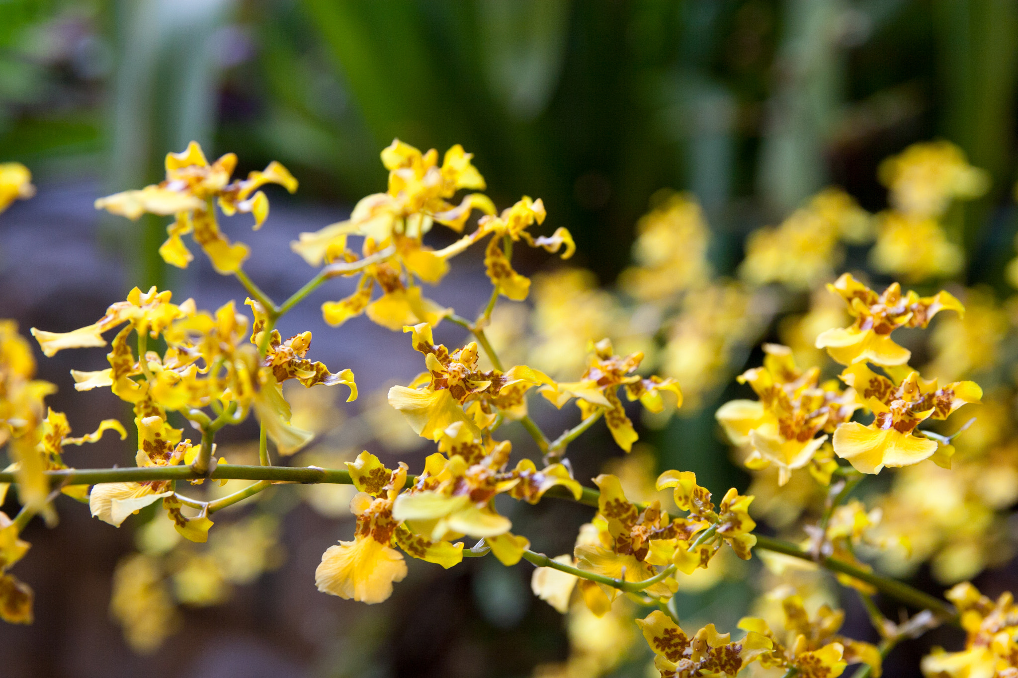 Canon EOS 30D sample photo. Oncidium orchid - denver botanical gardens photography