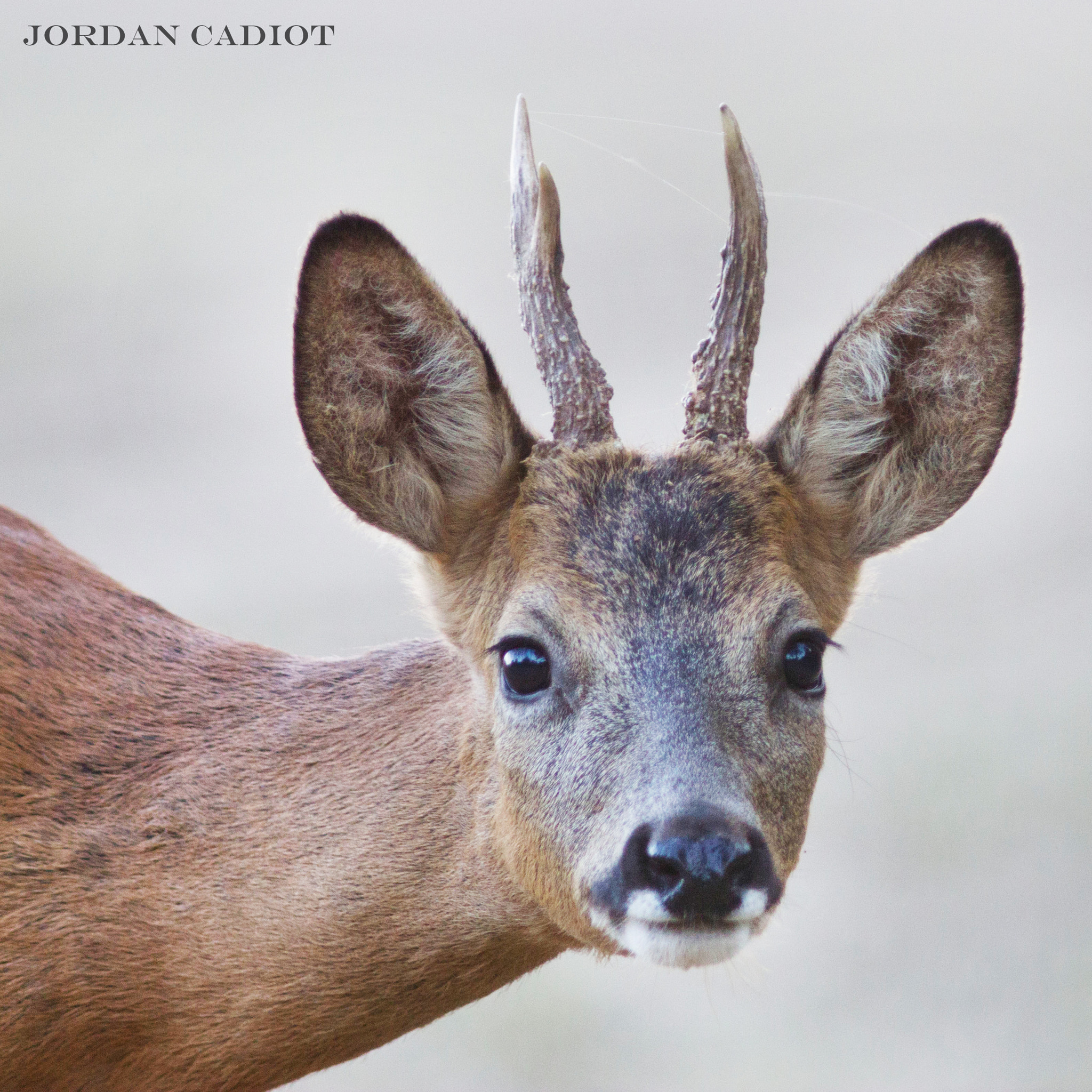 Canon EF 300mm F4L IS USM sample photo. Curious photography