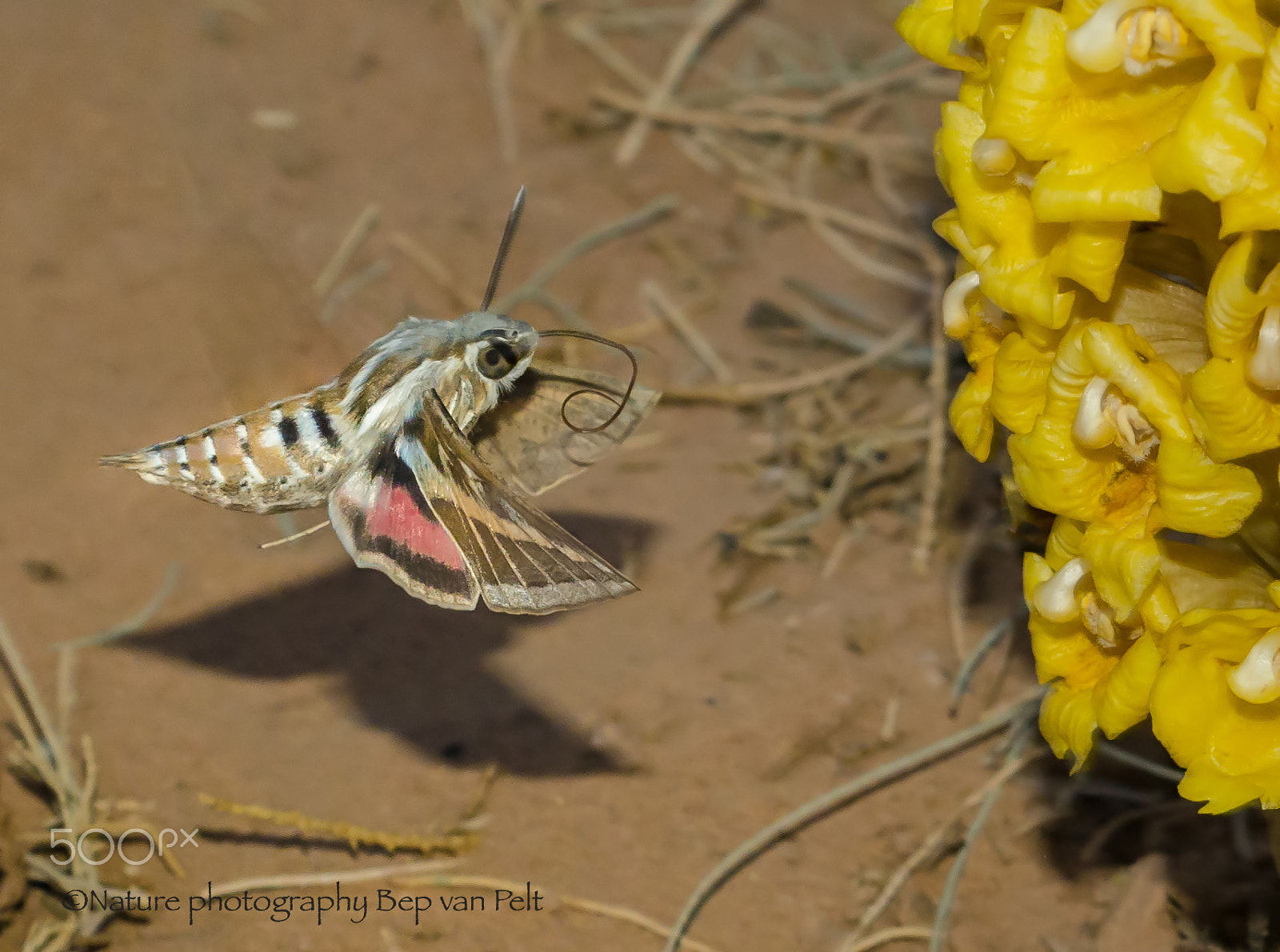 Nikon D7000 + Sigma 50mm F2.8 EX DG Macro sample photo. Striped hawk moth feeding on the yellow broomrape photography